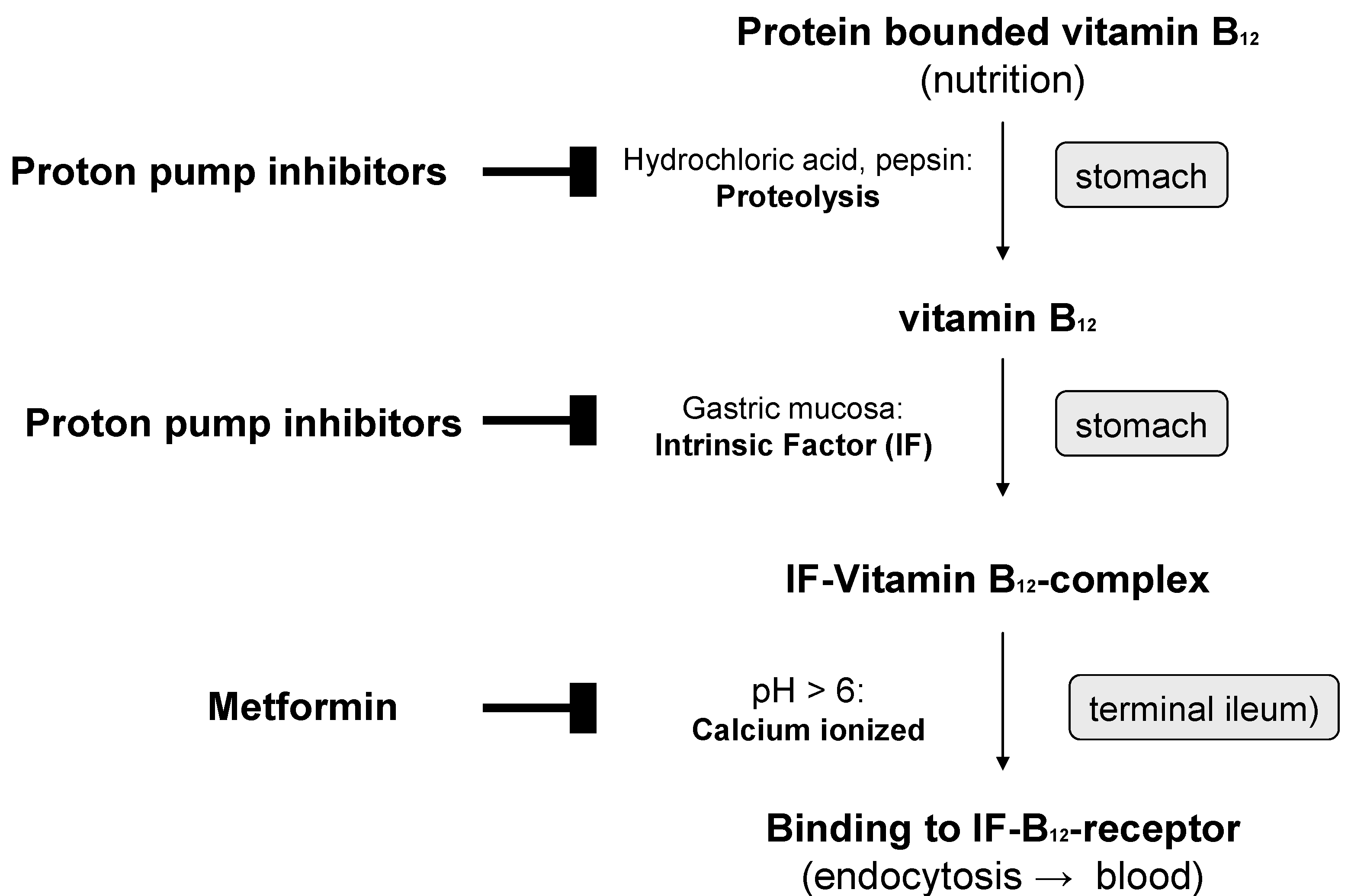 Nutrients | Free Full-Text | Neuroenhancement with Vitamin B12—Underestimated  Neurological Significance