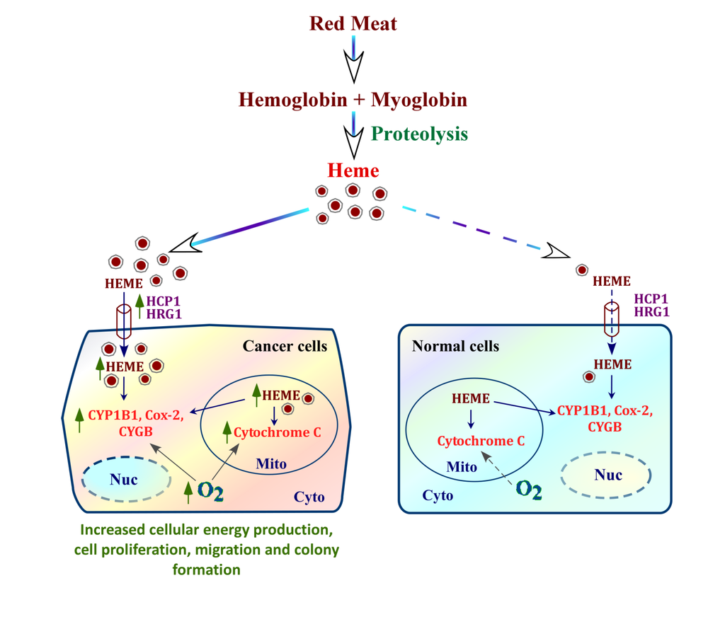 Nutrients | Free Full-Text | Heme, an Essential Nutrient from Dietary  Proteins, Critically Impacts Diverse Physiological and Pathological  Processes