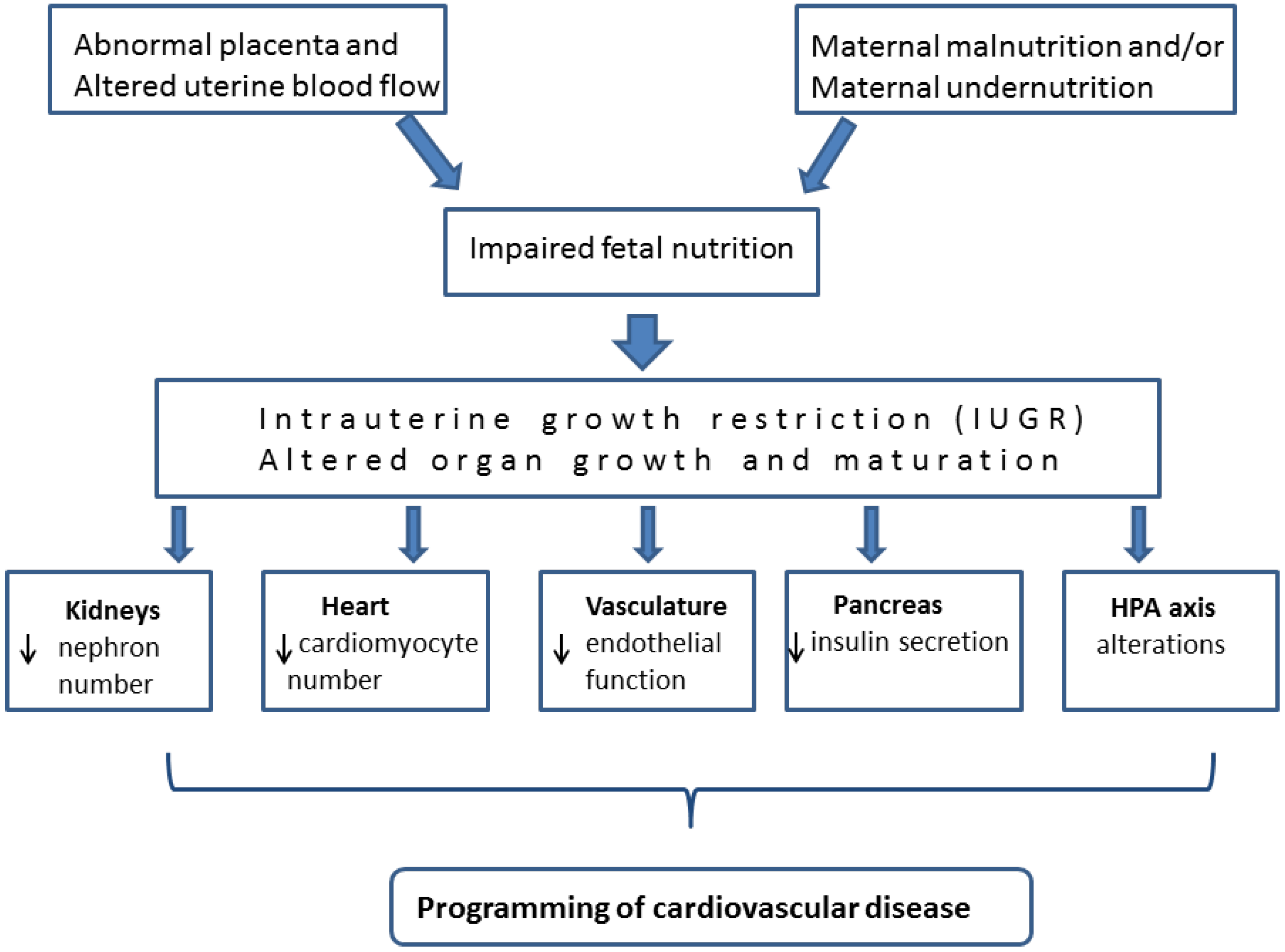 Abnormal program. Intrauterine growth restriction (IUGR),. Intrauterine growth restriction Robert Resnik. Mechanism of placental dysfunction in intrauterine growth restriction.