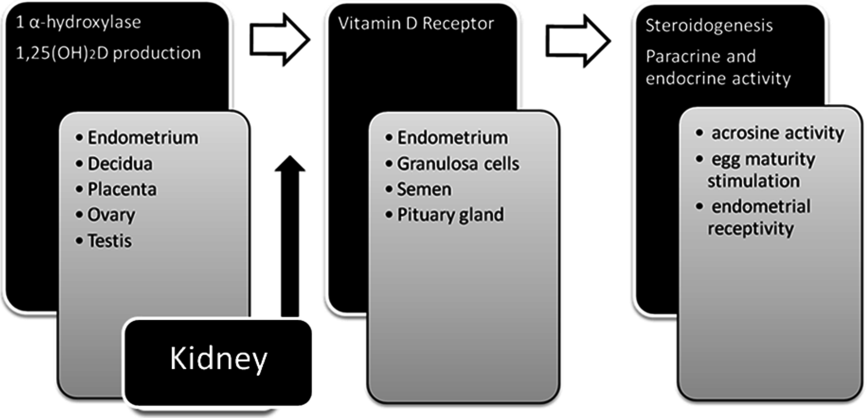 Nutrients | Free Full-Text | The Role of Vitamin D in Reproductive Health—A  Trojan Horse or the Golden Fleece?