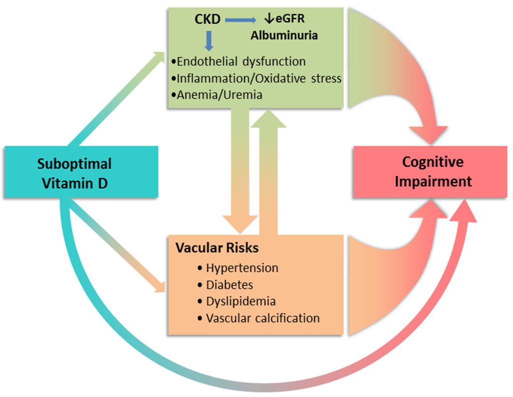 Nutrients Free Full Text Role Of Vitamin D In Cognitive Function In Chronic Kidney Disease