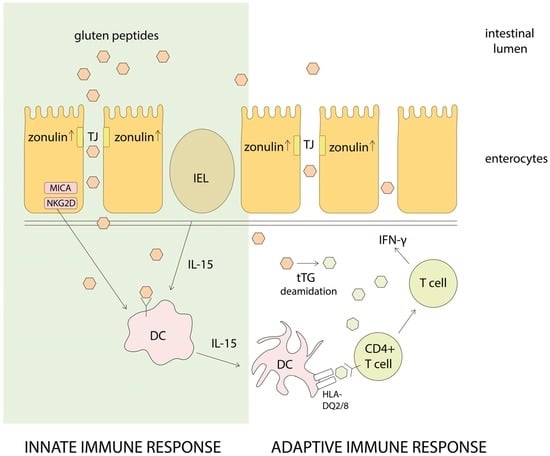 salt structure bonds Text Full Properties  Nutrients  of Free  Gluten