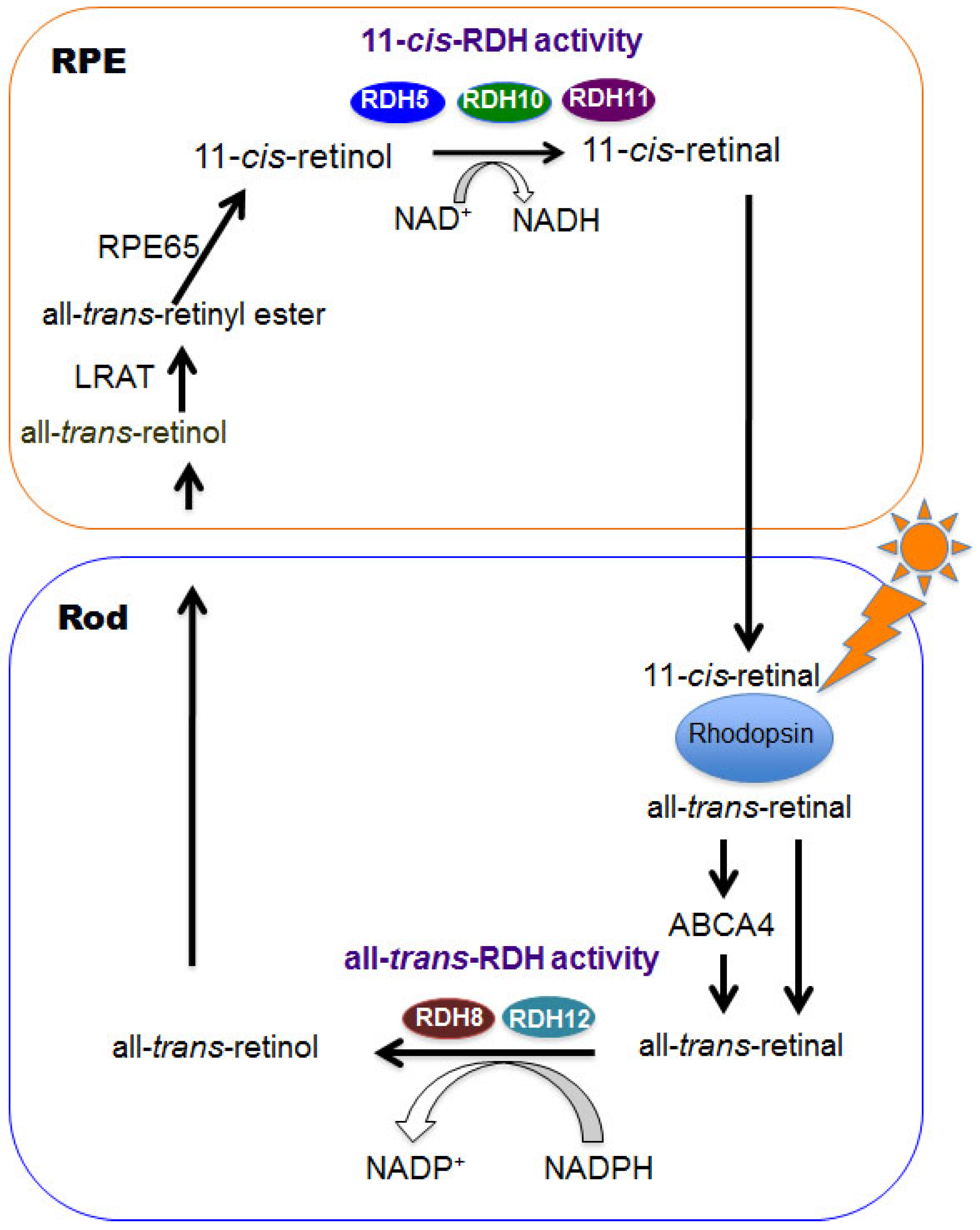 Nutrients | Free Full-Text | Retinol Dehydrogenases Regulate Vitamin A  Metabolism for Visual Function