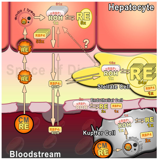 Nutrients | Free Full-Text | Hepatic Retinyl Ester Hydrolases and the  Mobilization of Retinyl Ester Stores