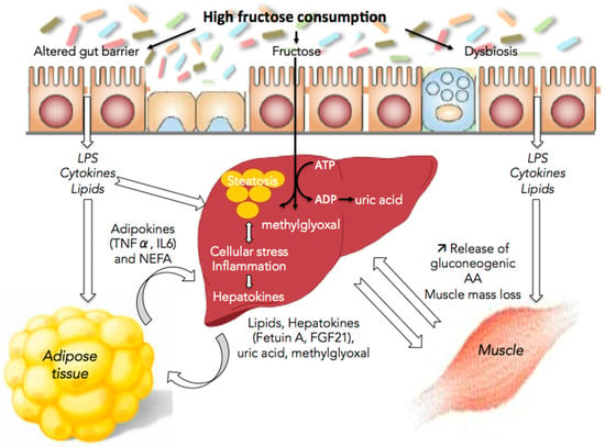 Nutrients Free Full Text Fructose And Nafld The Multifaceted Aspects Of Fructose Metabolism Html