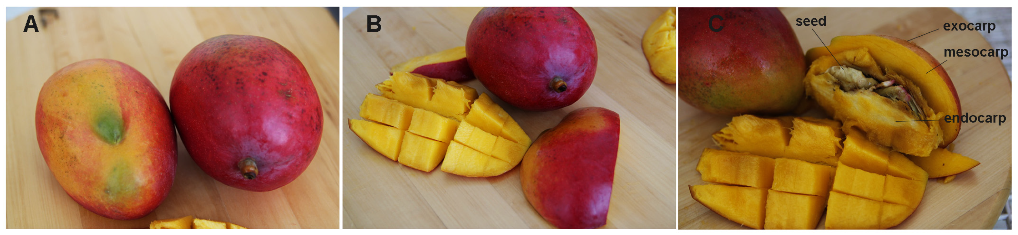 Nutrients | Free Full-Text | Multifaceted Health Benefits of Mangifera  indica L. (Mango): The Inestimable Value of Orchards Recently Planted in  Sicilian Rural Areas
