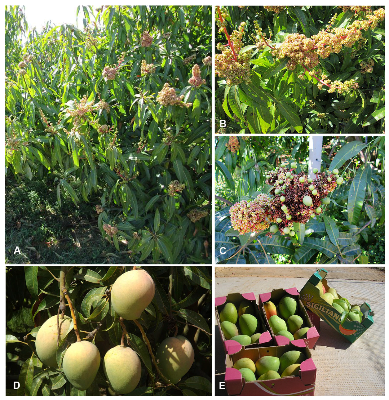 Nutrients | Free Full-Text | Multifaceted Health Benefits of Mangifera  indica L. (Mango): The Inestimable Value of Orchards Recently Planted in  Sicilian Rural Areas | HTML