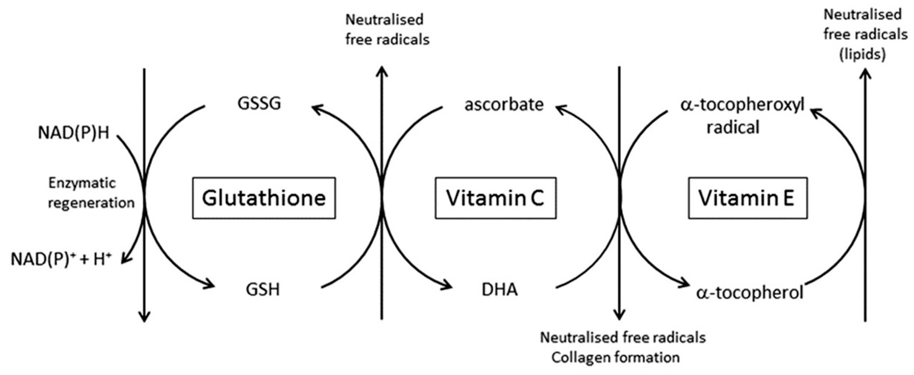 Nutrients | Free Full-Text | The Roles of Vitamin C in Skin Health | HTML