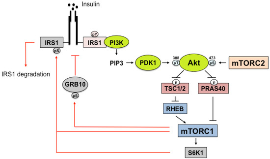 Nutrients Free Full Text The Role Of Mammalian Target Of Rapamycin Mtor In Insulin Signaling 7196
