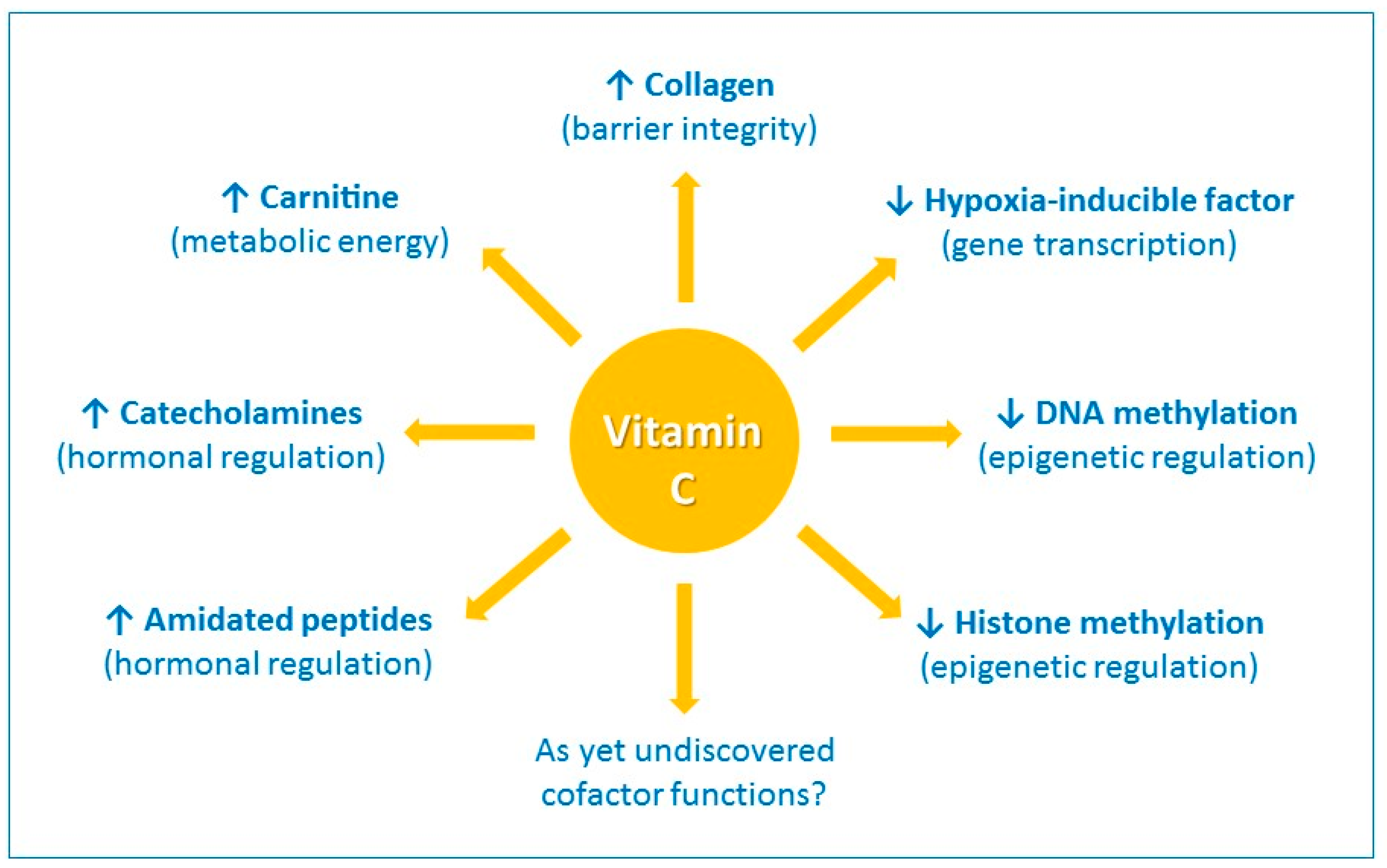 Vitamin C Physiological Function