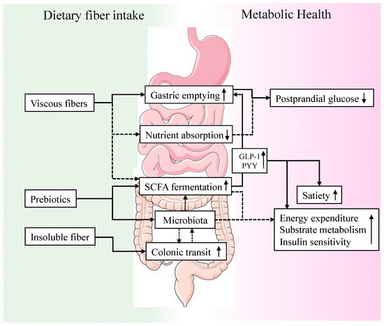 The link between fiber and digestive disorders