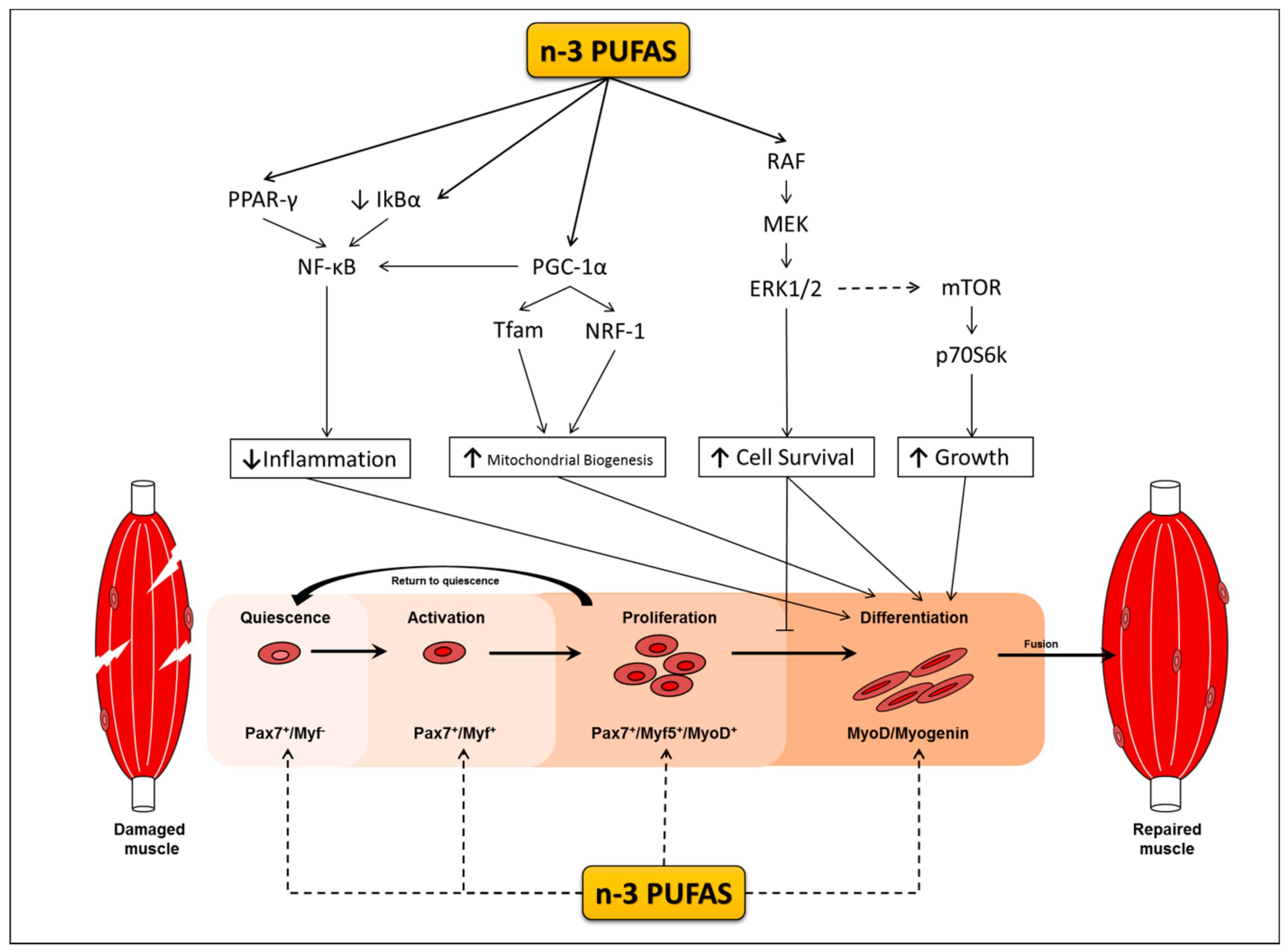 Nutrients | Free Full-Text | Potential Roles of n-3 PUFAs during Skeletal Muscle  Growth and Regeneration