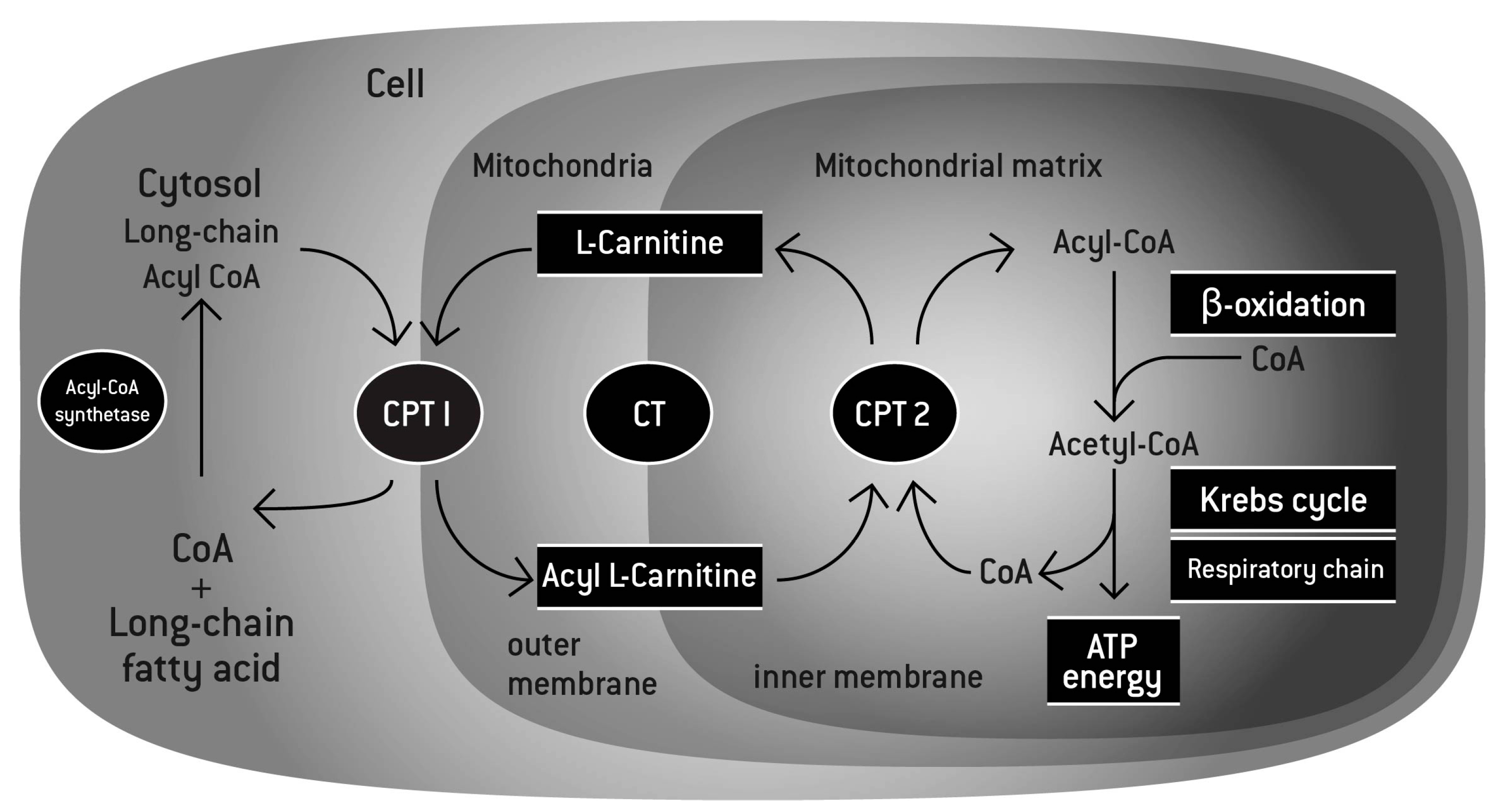 L-carnitine and aging process