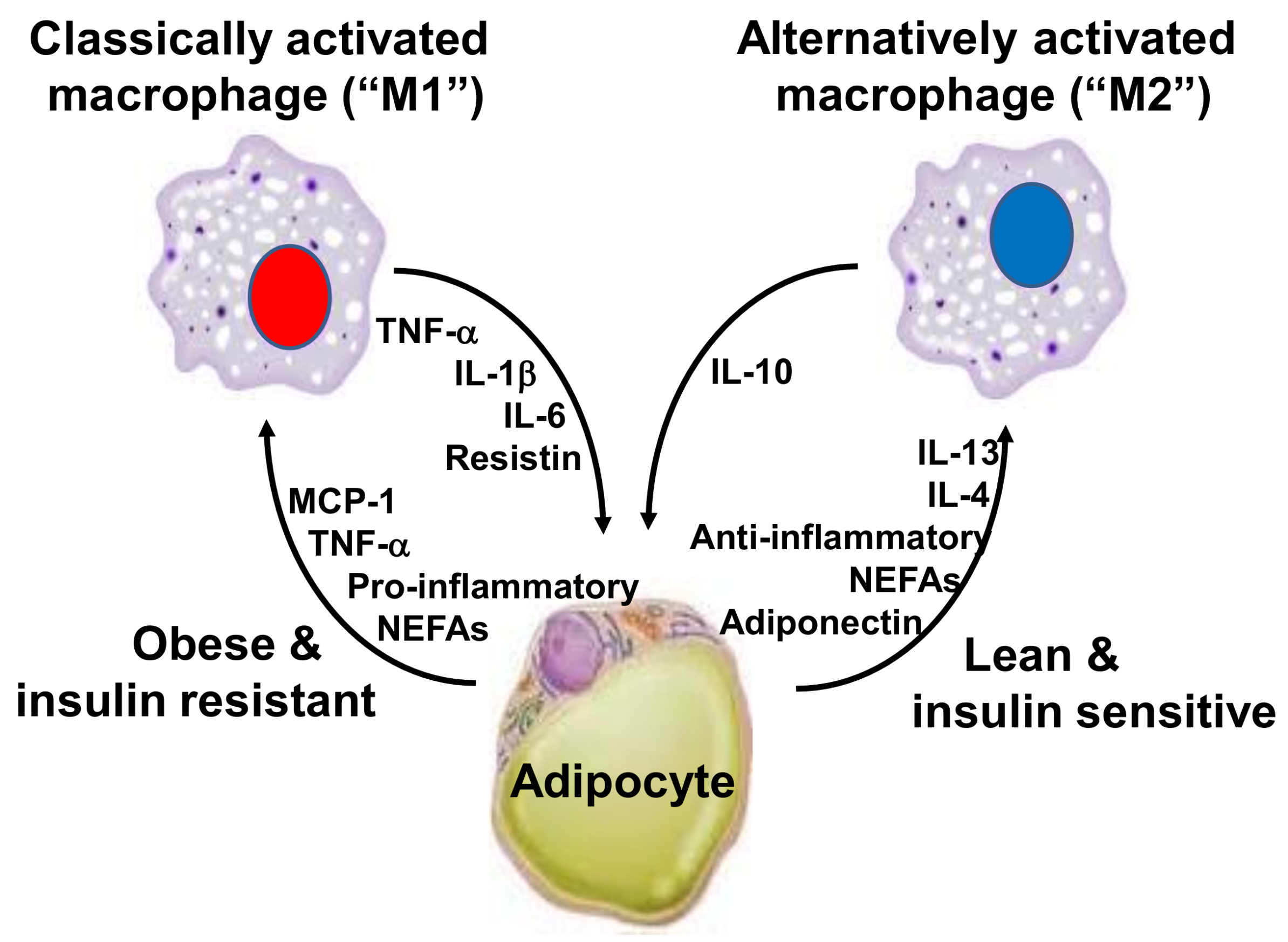 Резистин. Adipocytes. Adipocyte ntcrotic adipocyte macrophage. Tumor necrosis Factor. Macrophage receptors.