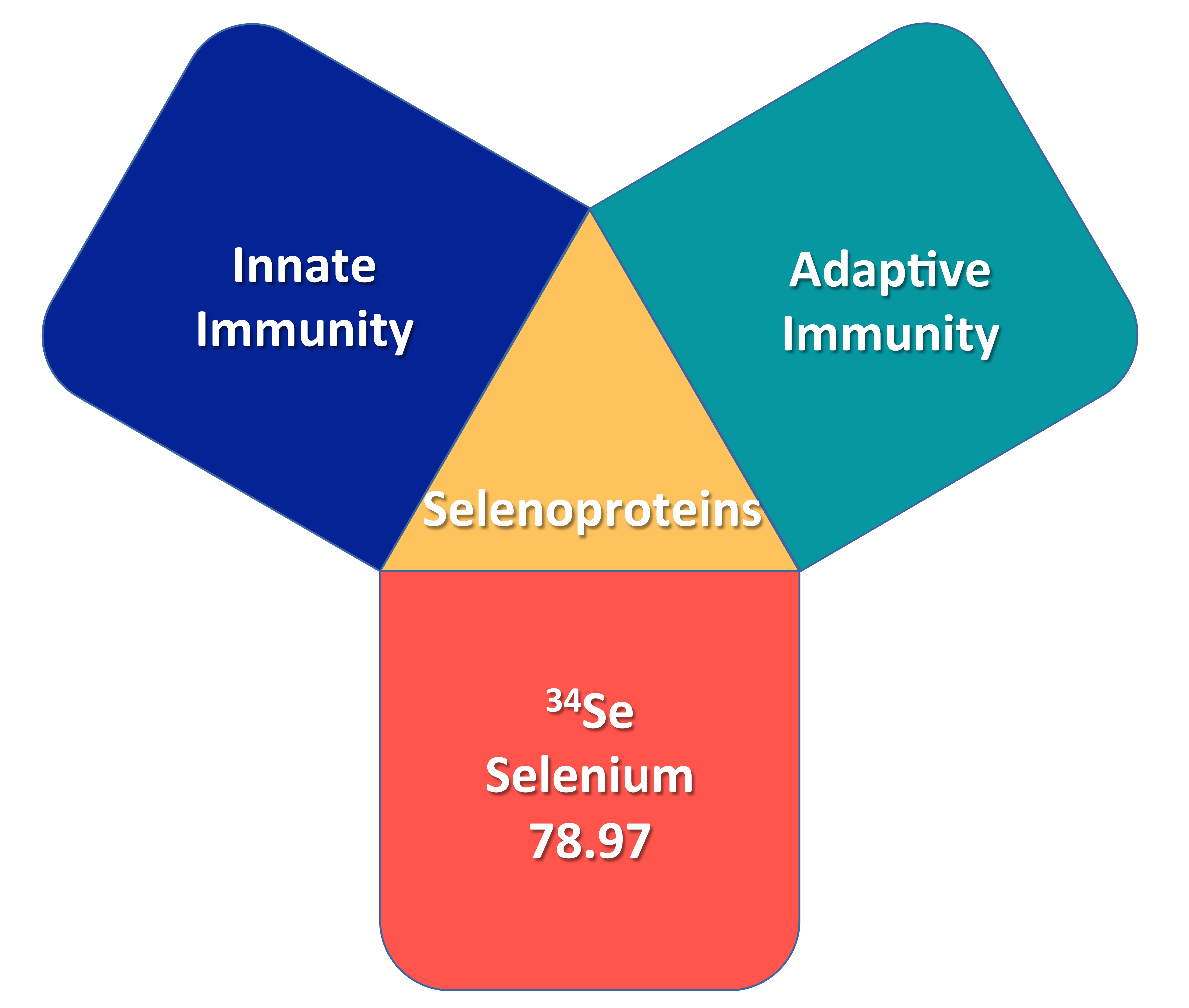 Nutrients | Free Full-Text | Selenium, Selenoproteins, and Immunity | HTML