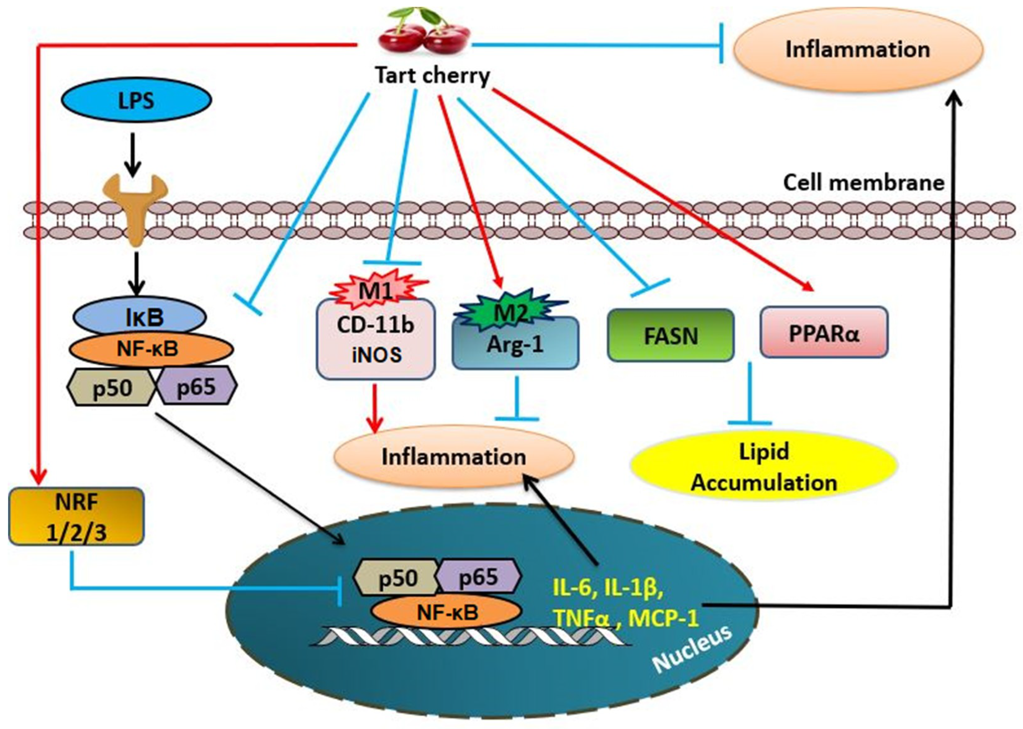 Nutrients | Free Full-Text | Tart Cherry Reduces Inflammation in Adipose  Tissue of Zucker Fatty Rats and Cultured 3T3-L1 Adipocytes