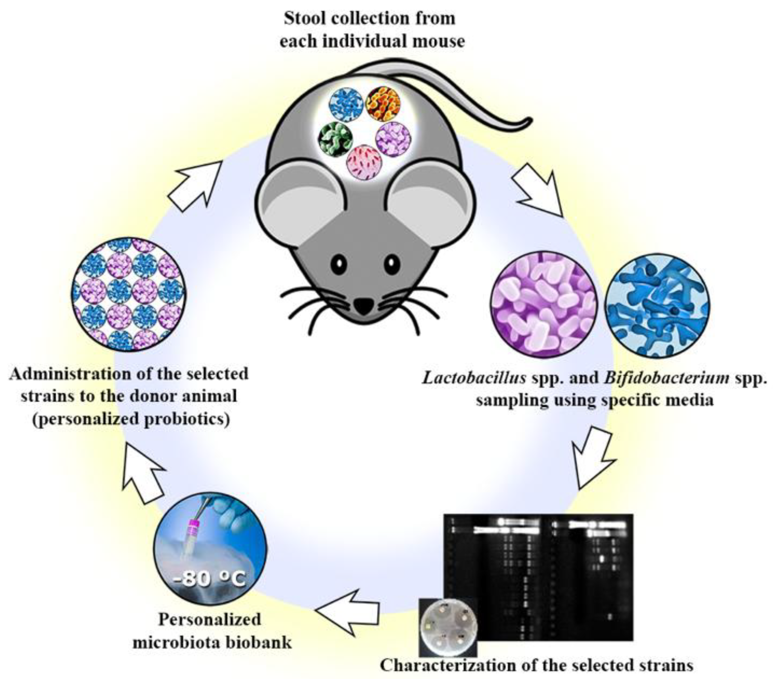 Nutrients | Free Full-Text | Isolation and Characterization of Potentially  Probiotic Bacterial Strains from Mice: Proof of Concept for Personalized  Probiotics