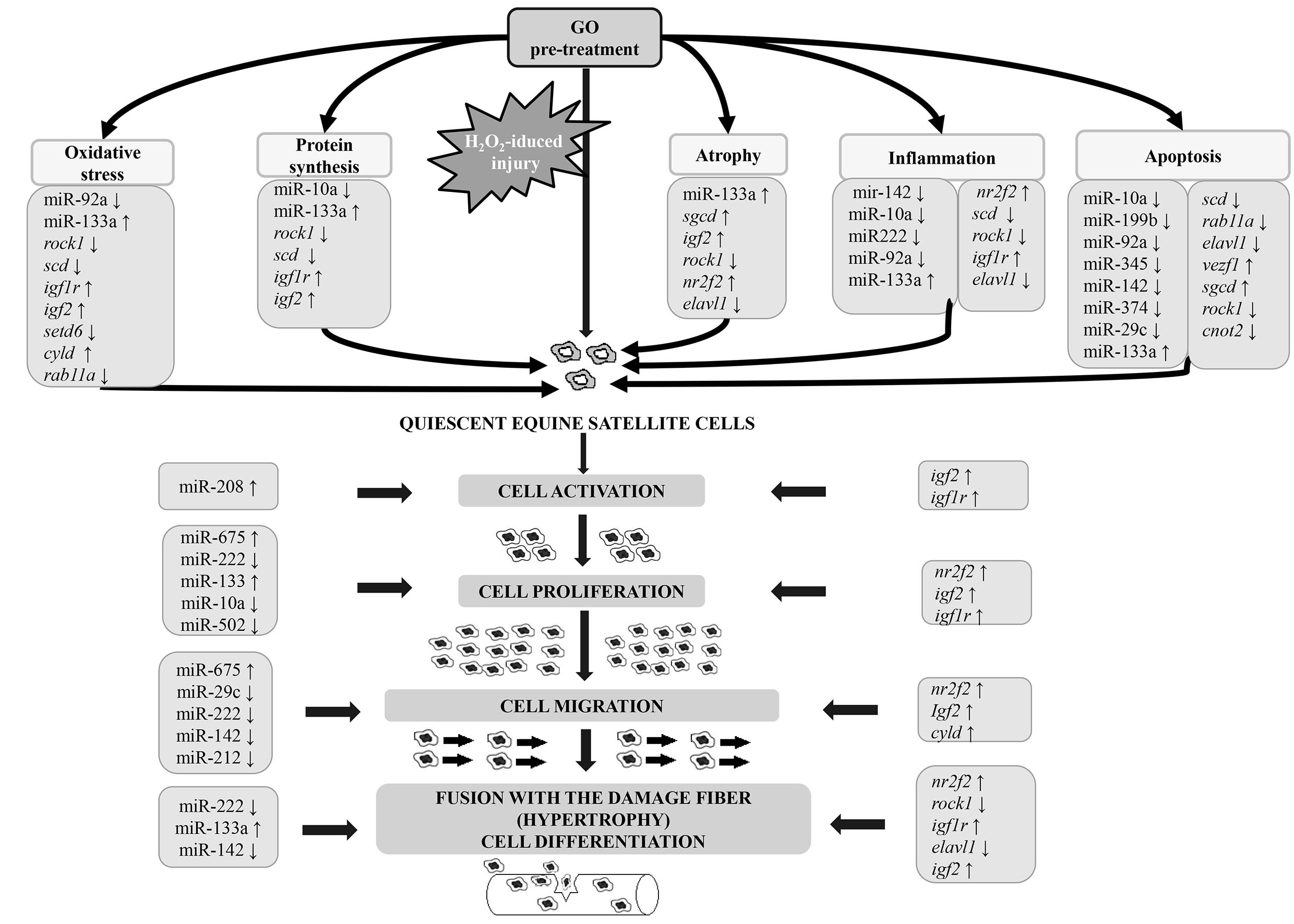 Nutrients | Free Full-Text | Simultaneous miRNA and mRNA Transcriptome  Profiling of Differentiating Equine Satellite Cells Treated with  Gamma-Oryzanol and Exposed to Hydrogen Peroxide | HTML