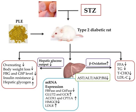 Effects of a Ganoderma lucidum Proteoglycan on Type 2 Diabetic Rats and the  Recovery of Rat Pancreatic Islets