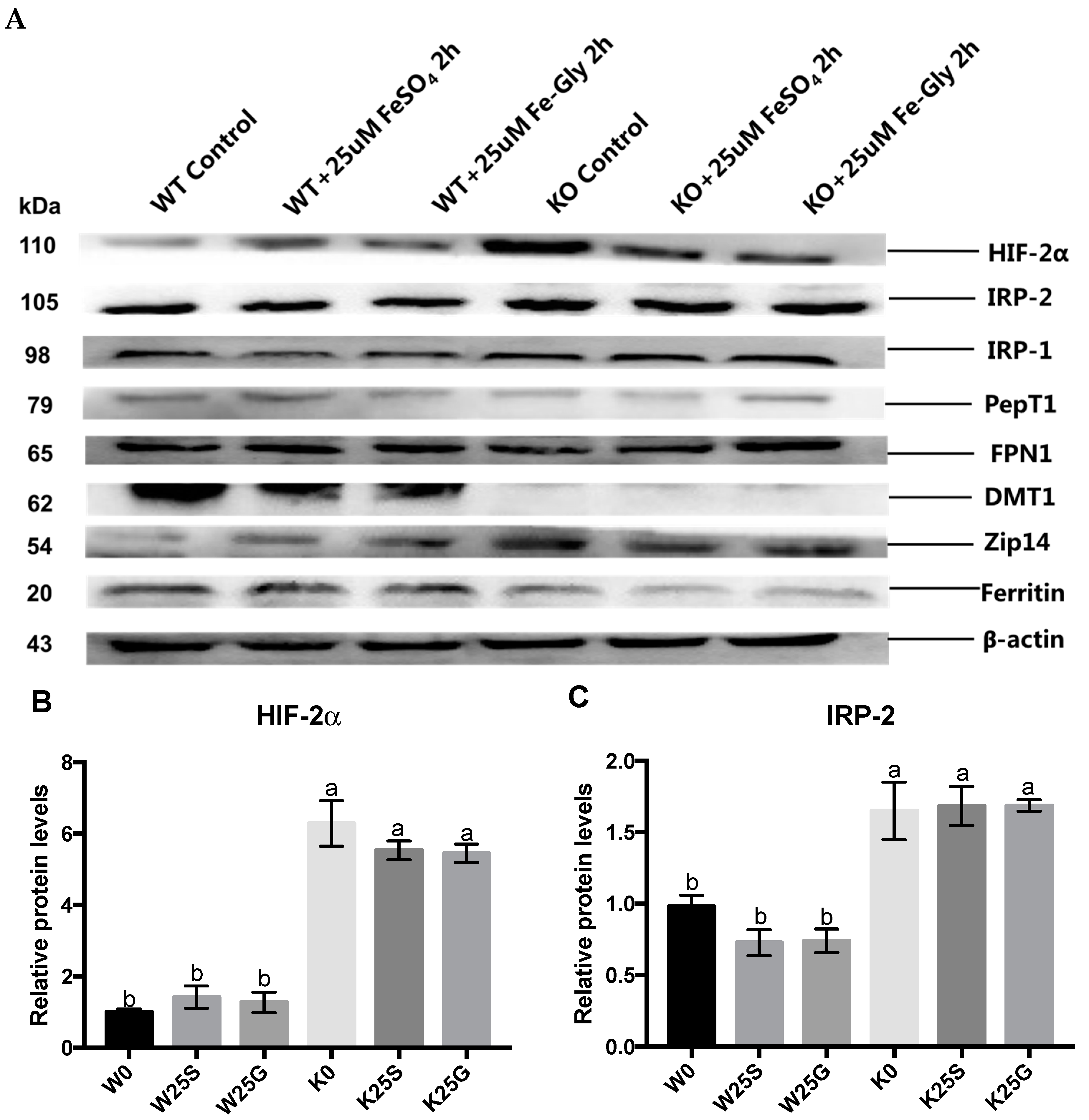 Nutrients 11 00485 g005a Nutrients 11 00485 g005a
