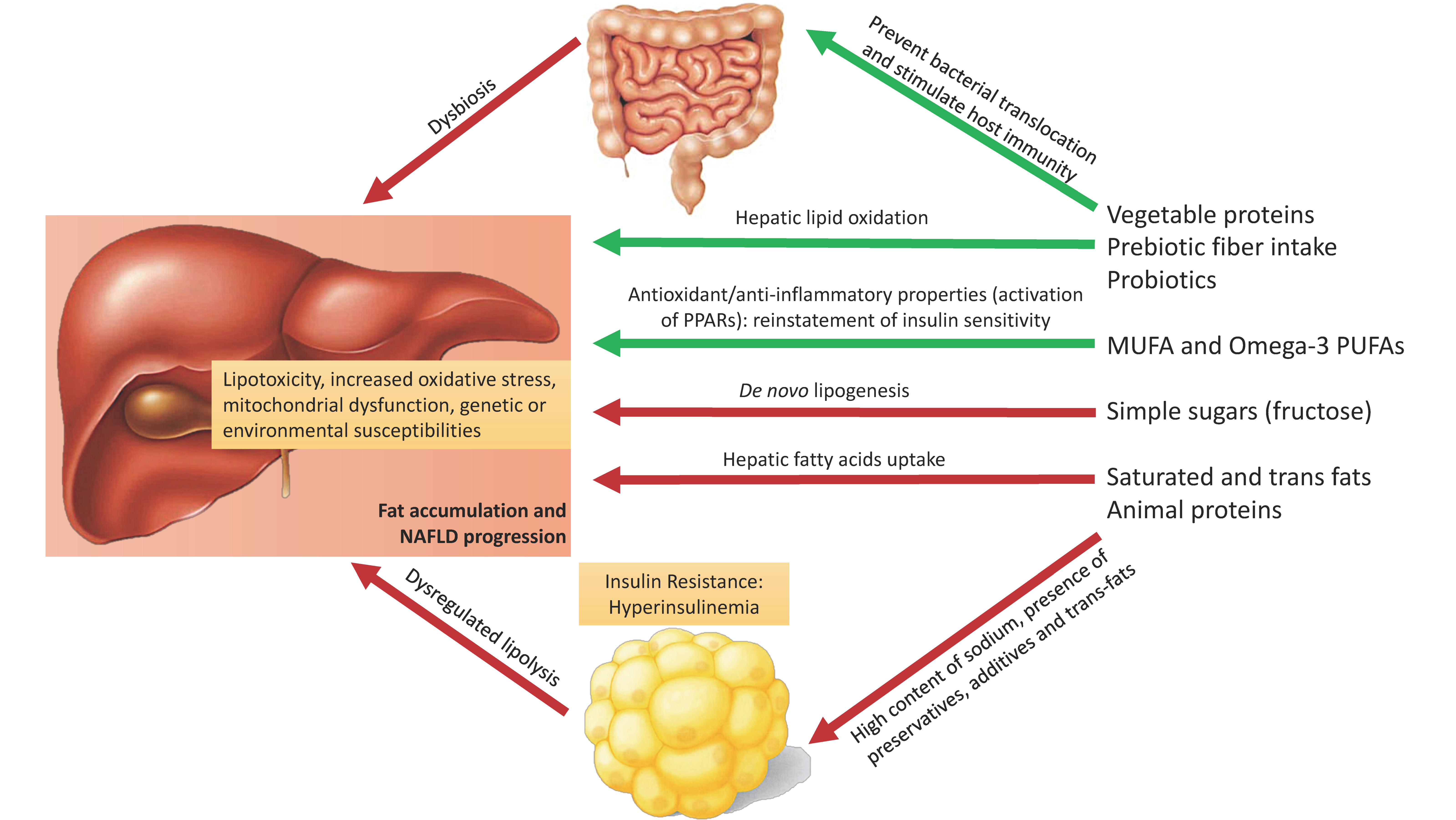 Nutrients | Free Full-Text | Impact of Nutritional Changes on Nonalcoholic Fatty  Liver Disease