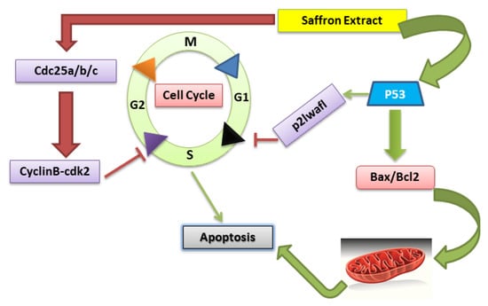 Nutrients Free Full Text Saffron The Golden Spice With Therapeutic Properties On Digestive Diseases Html