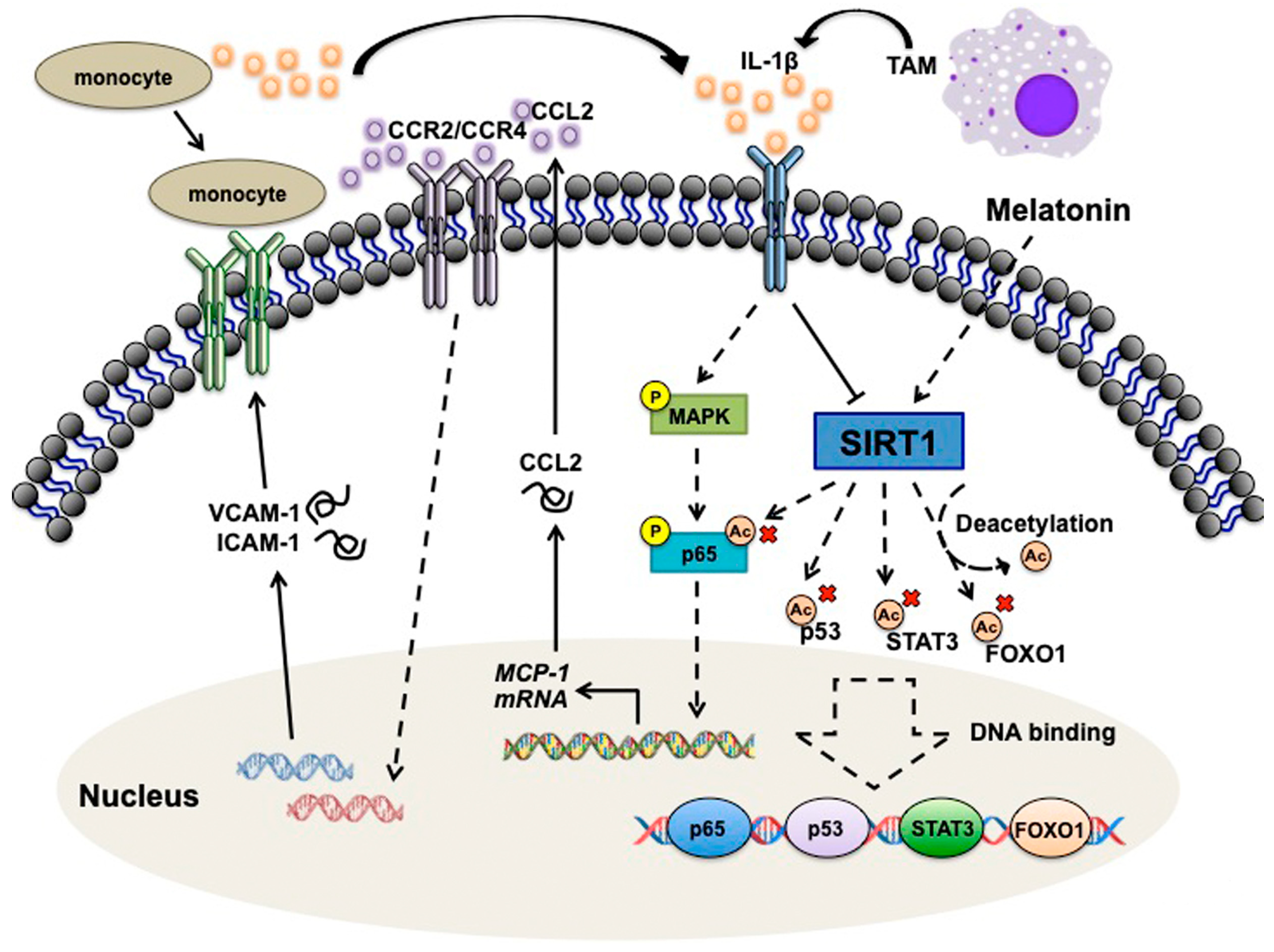 Nutrients 11 01343 g008