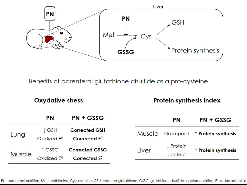 Nutrients Free Full Text Glutathione Supplementation Of Parenteral Nutrition Prevents Oxidative Stress And Sustains Protein Synthesis In Guinea Pig Model Html