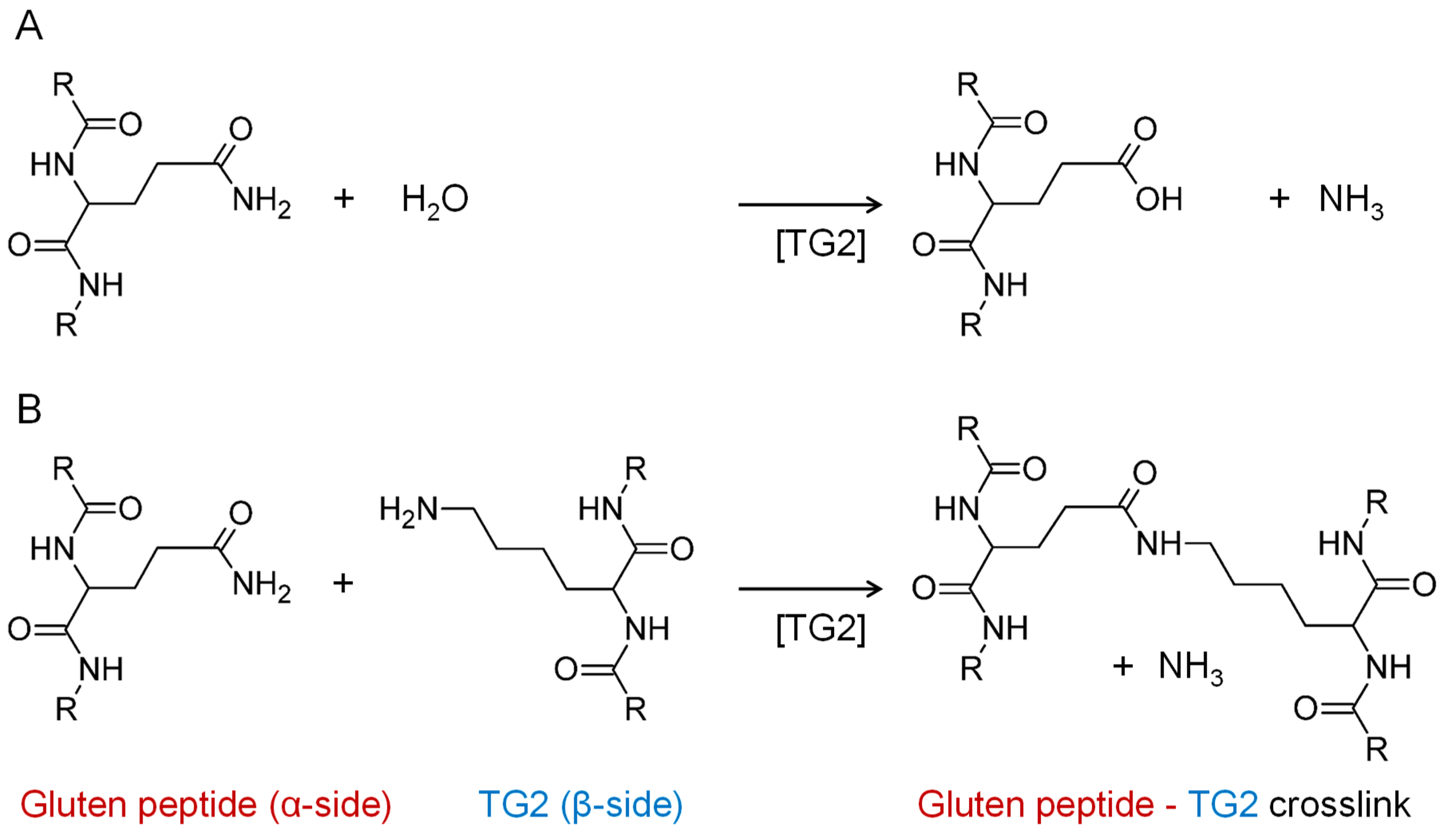 Nutrients | Free Full-Text | Comprehensive Detection of Isopeptides between  Human Tissue Transglutaminase and Gluten Peptides | HTML