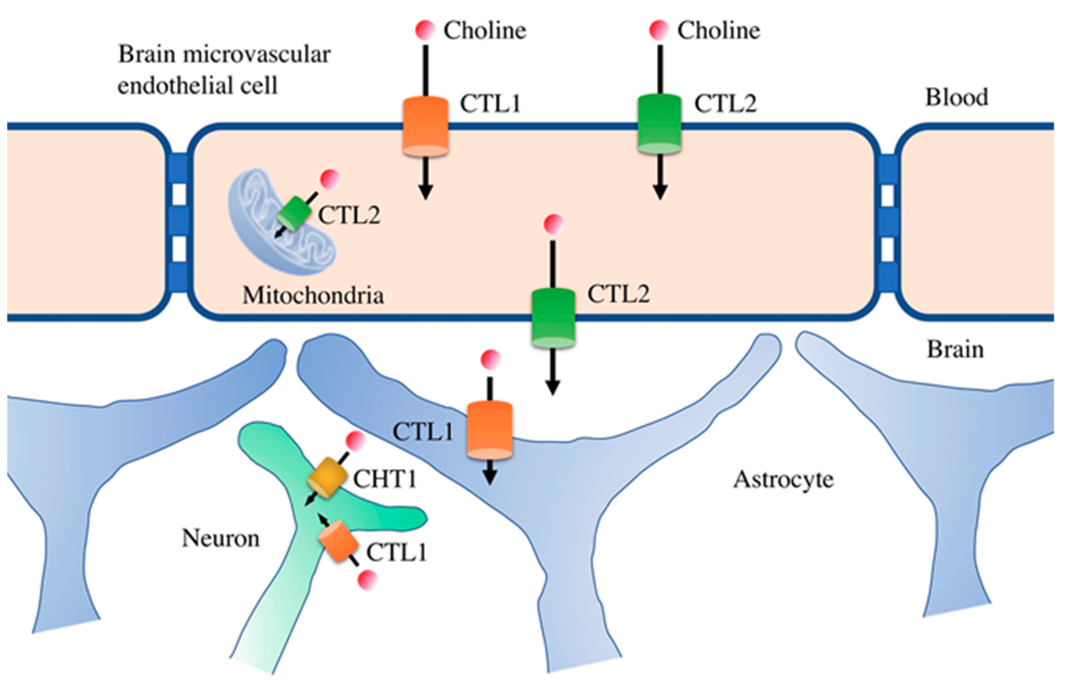 Nutrients 11 02265 g003 Nutrients 11 02265 g003