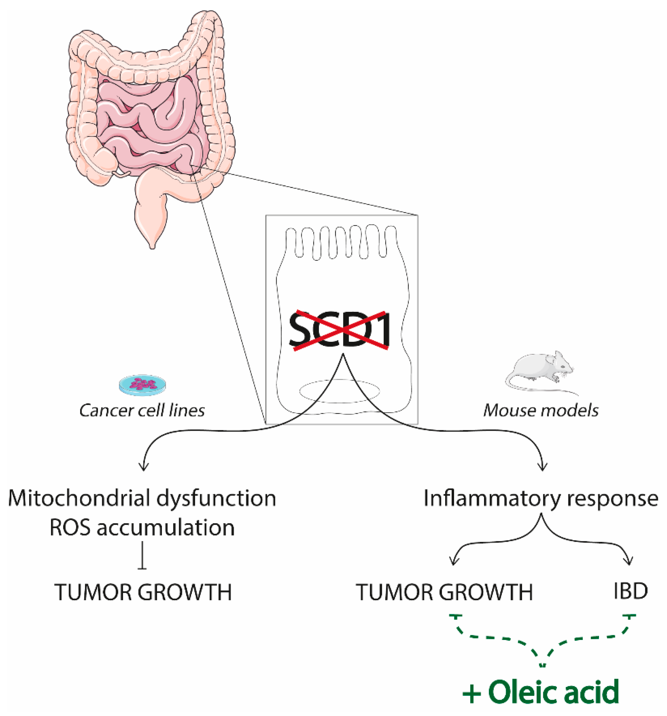 Nutrients | Free Full-Text | Role of Oleic Acid in the Gut-Liver Axis: From  Diet to the Regulation of Its Synthesis via Stearoyl-CoA Desaturase 1 (SCD1)