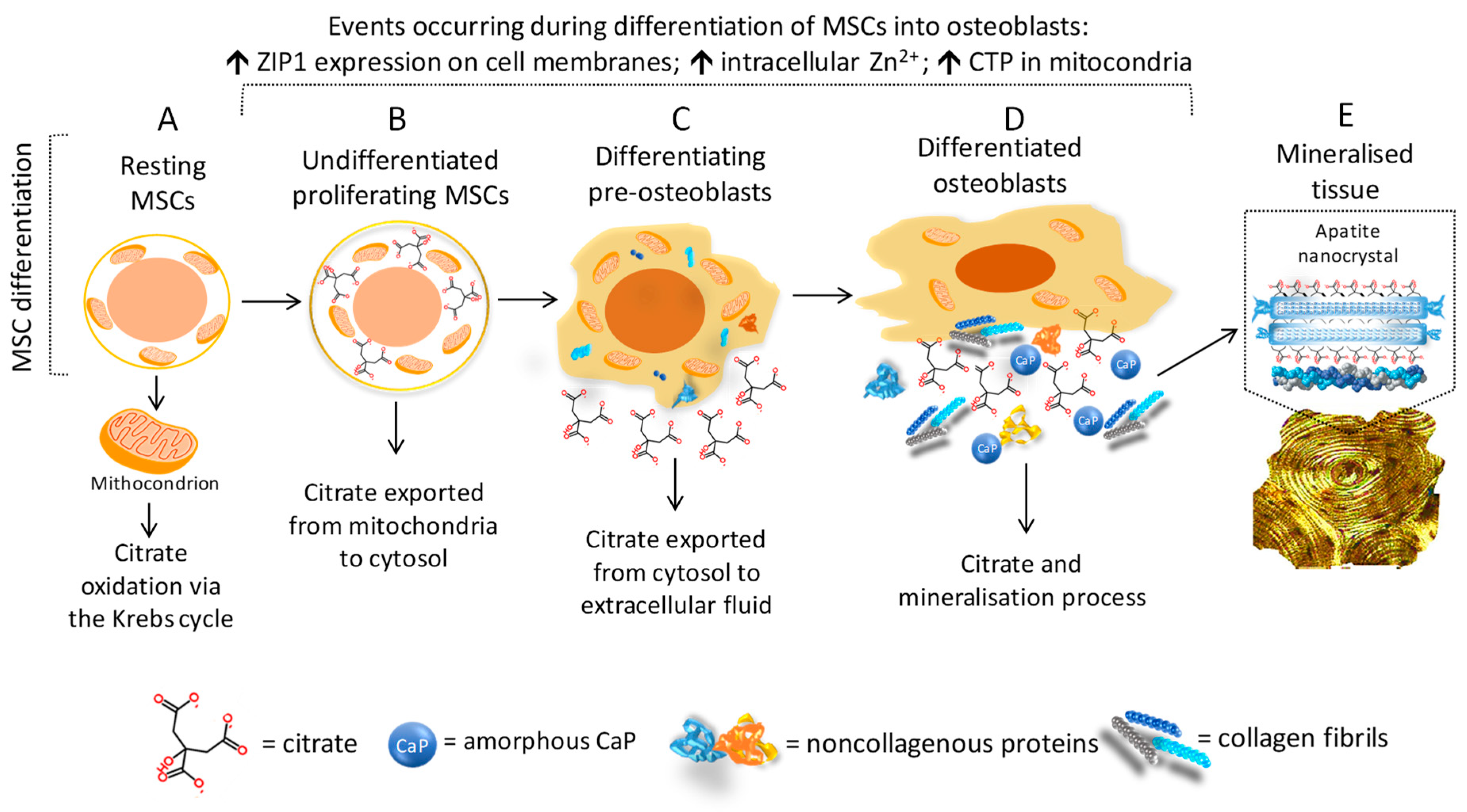 Nutrients 11 02576 g004