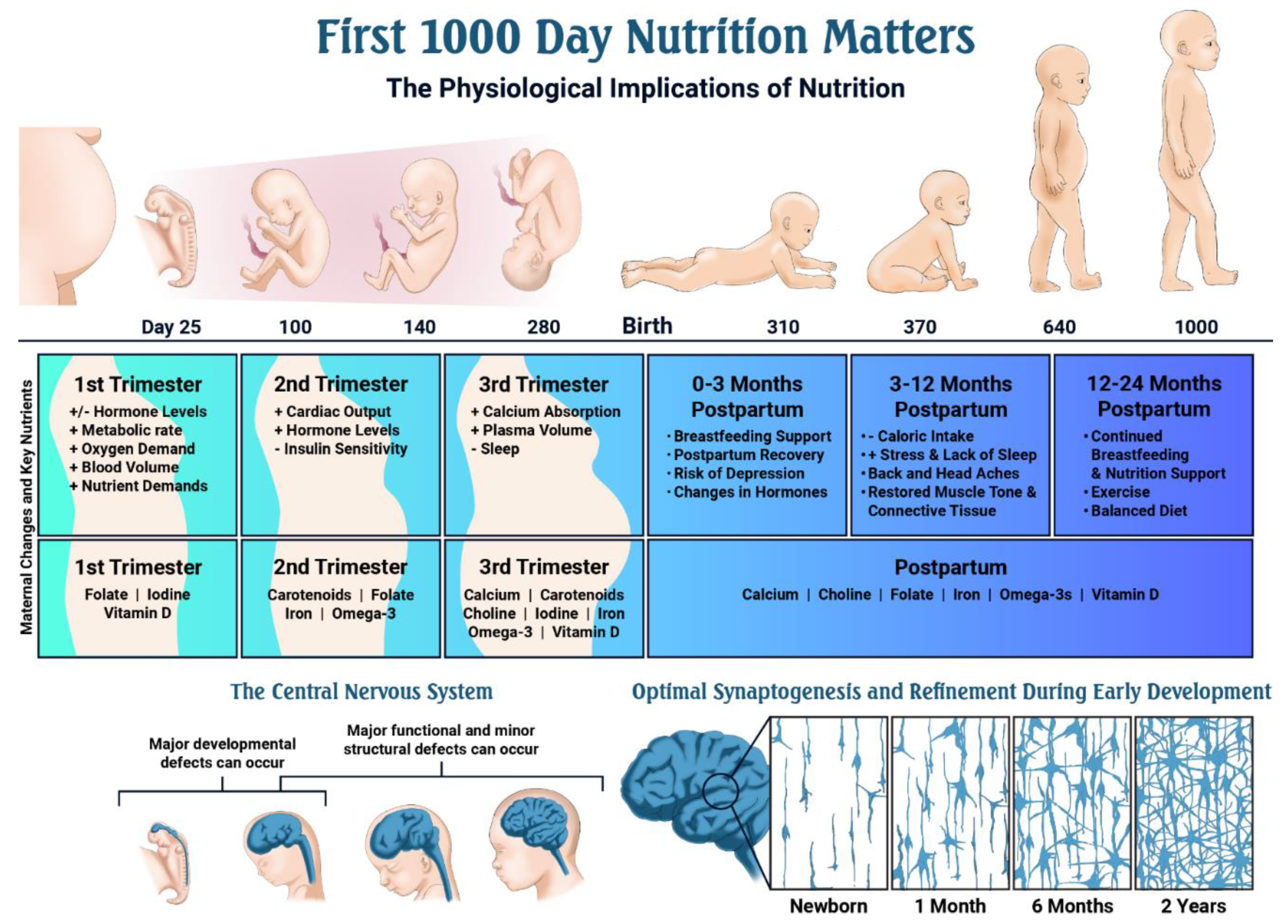 16++ 3 months postpartum hormones image HD