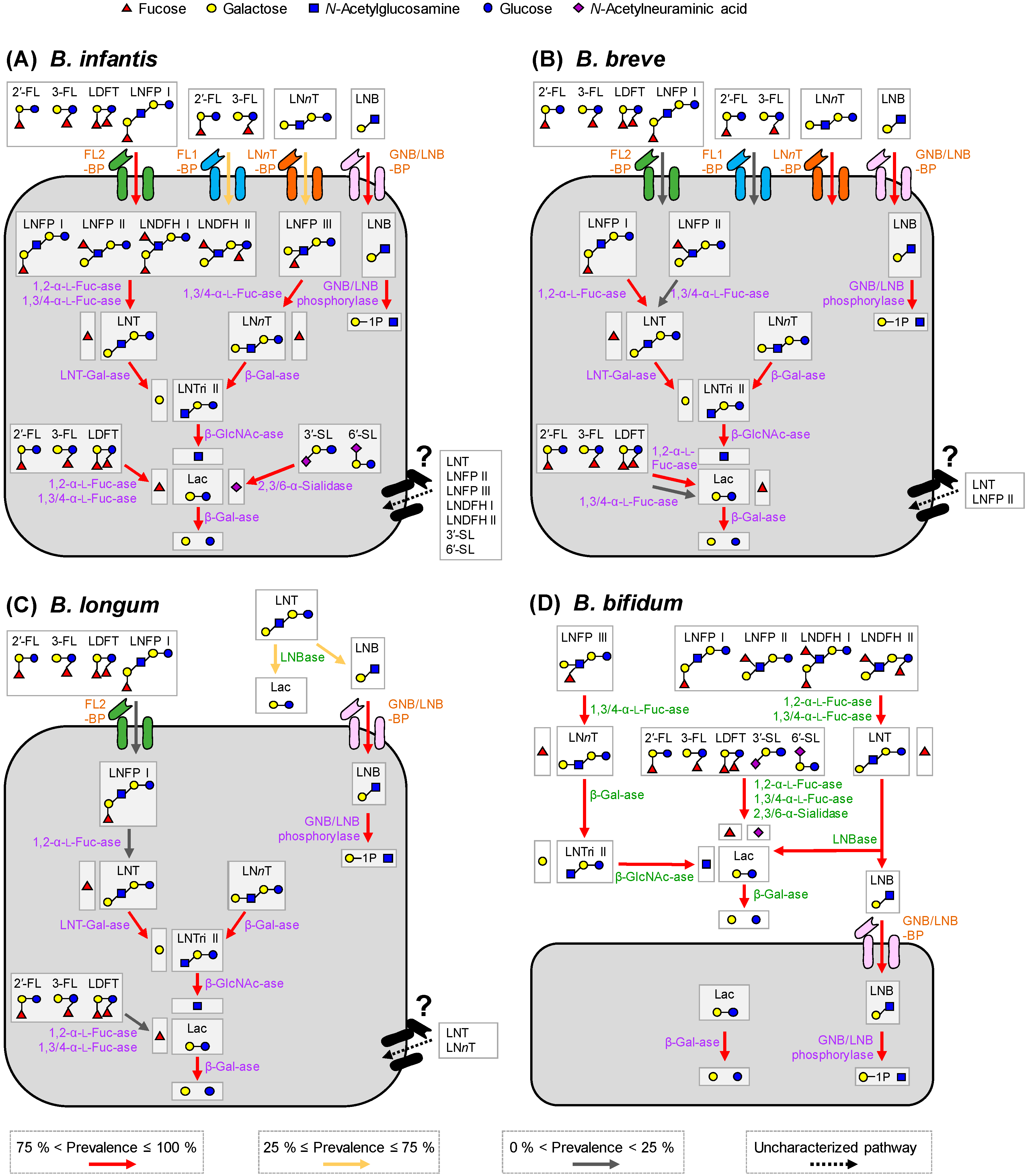 Nutrients Free Full Text Varied Pathways Of Infant Gut Associated Bifidobacterium To Assimilate Human Milk Oligosaccharides Prevalence Of The Gene Set And Its Correlation With Bifidobacteria Rich Microbiota Formation Html