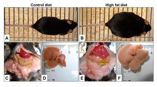 https://www.mdpi.com/nutrients/nutrients-12-00163/article_deploy/html/images/nutrients-12-00163-g008-550.jpg