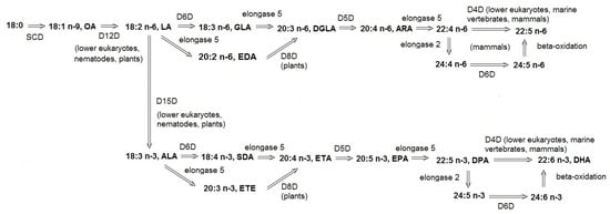 Nutrients Free Full Text Biological Role Of Unsaturated Fatty Acid Desaturases In Health And Disease Html