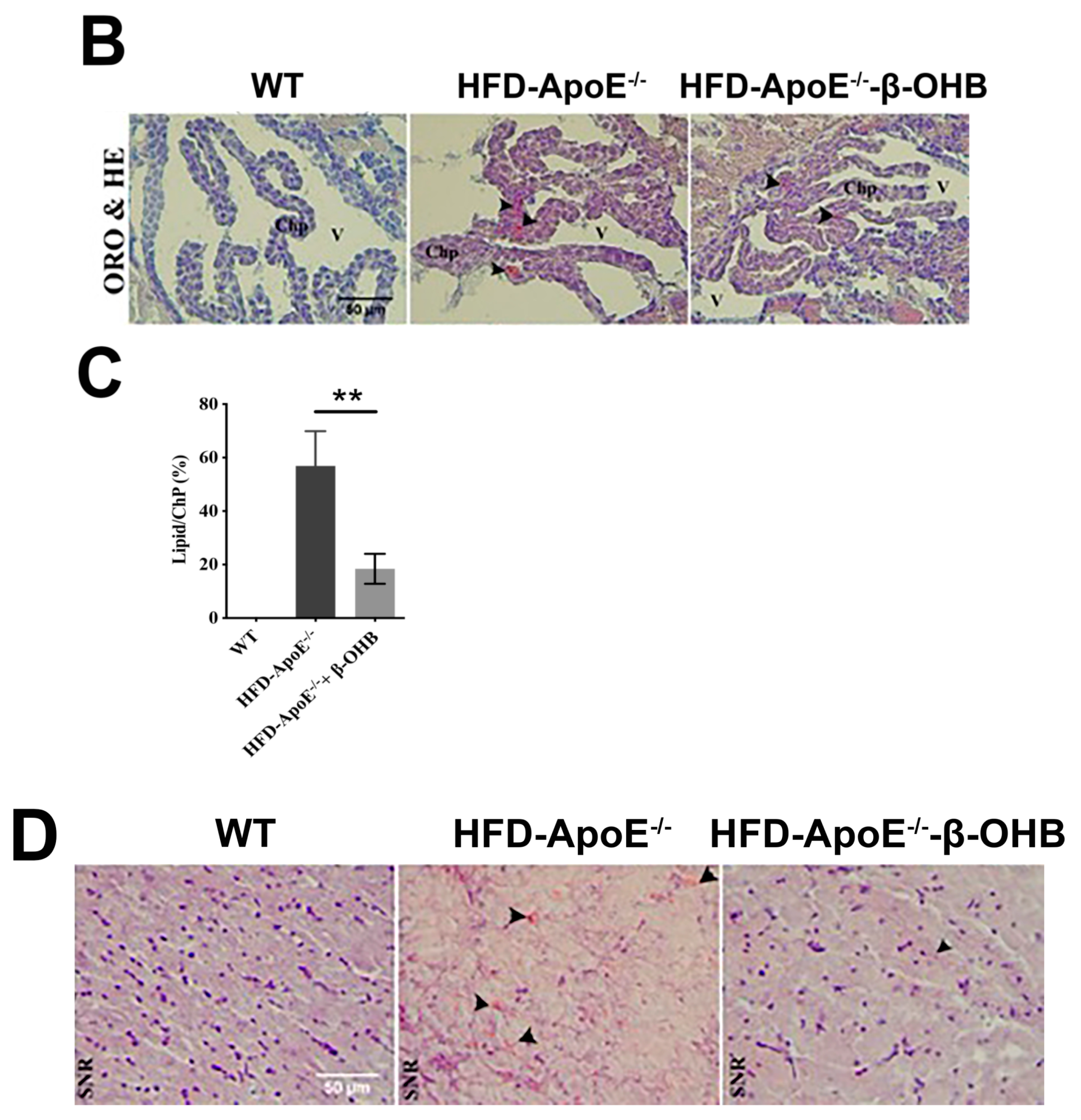 Nutrients 12 00471 g001b Nutrients 12 00471 g001b