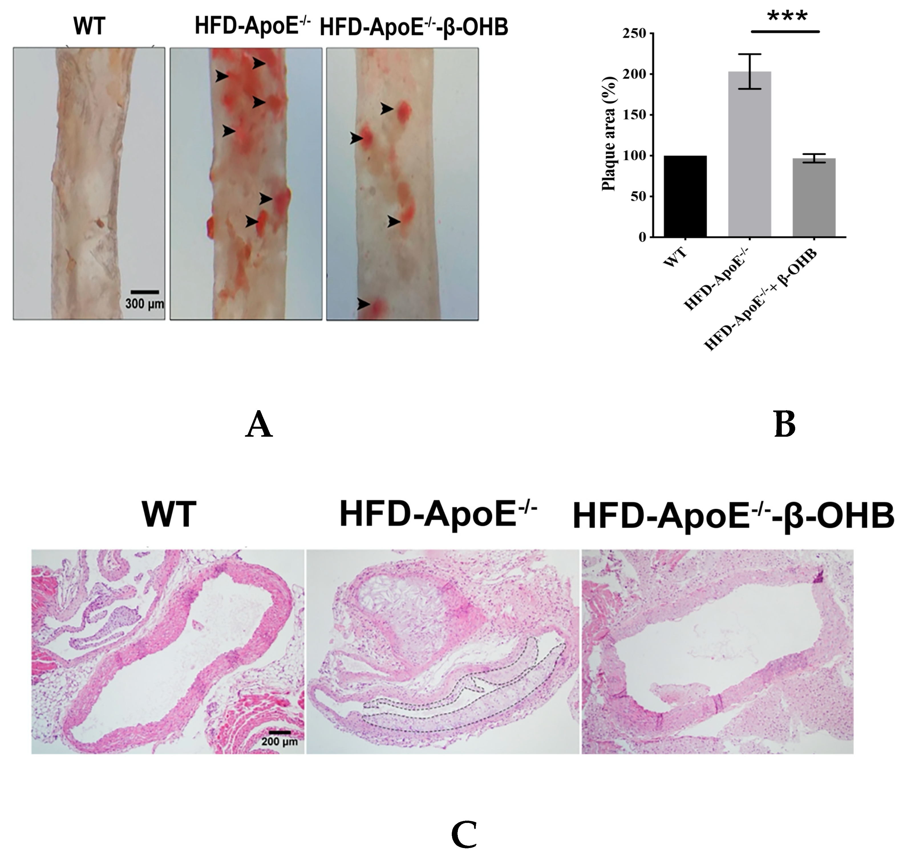 Nutrients 12 00471 g004a Nutrients 12 00471 g004a