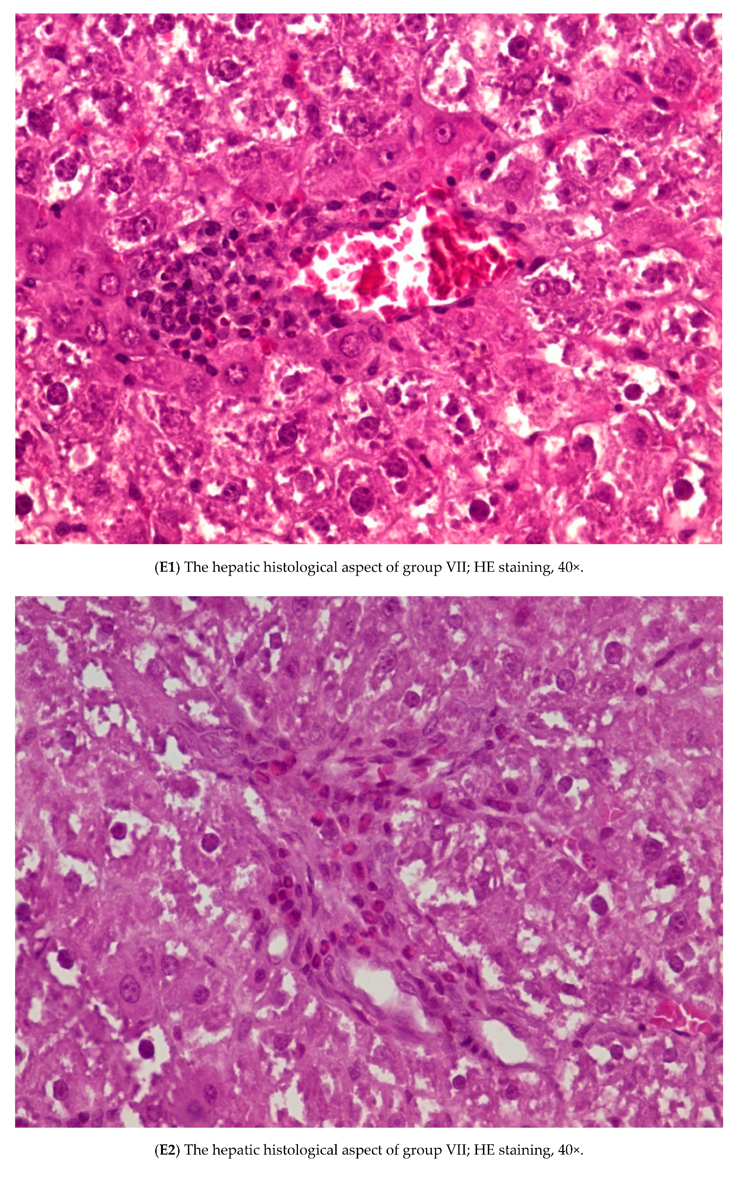 Nutrients 12 00632 g004e