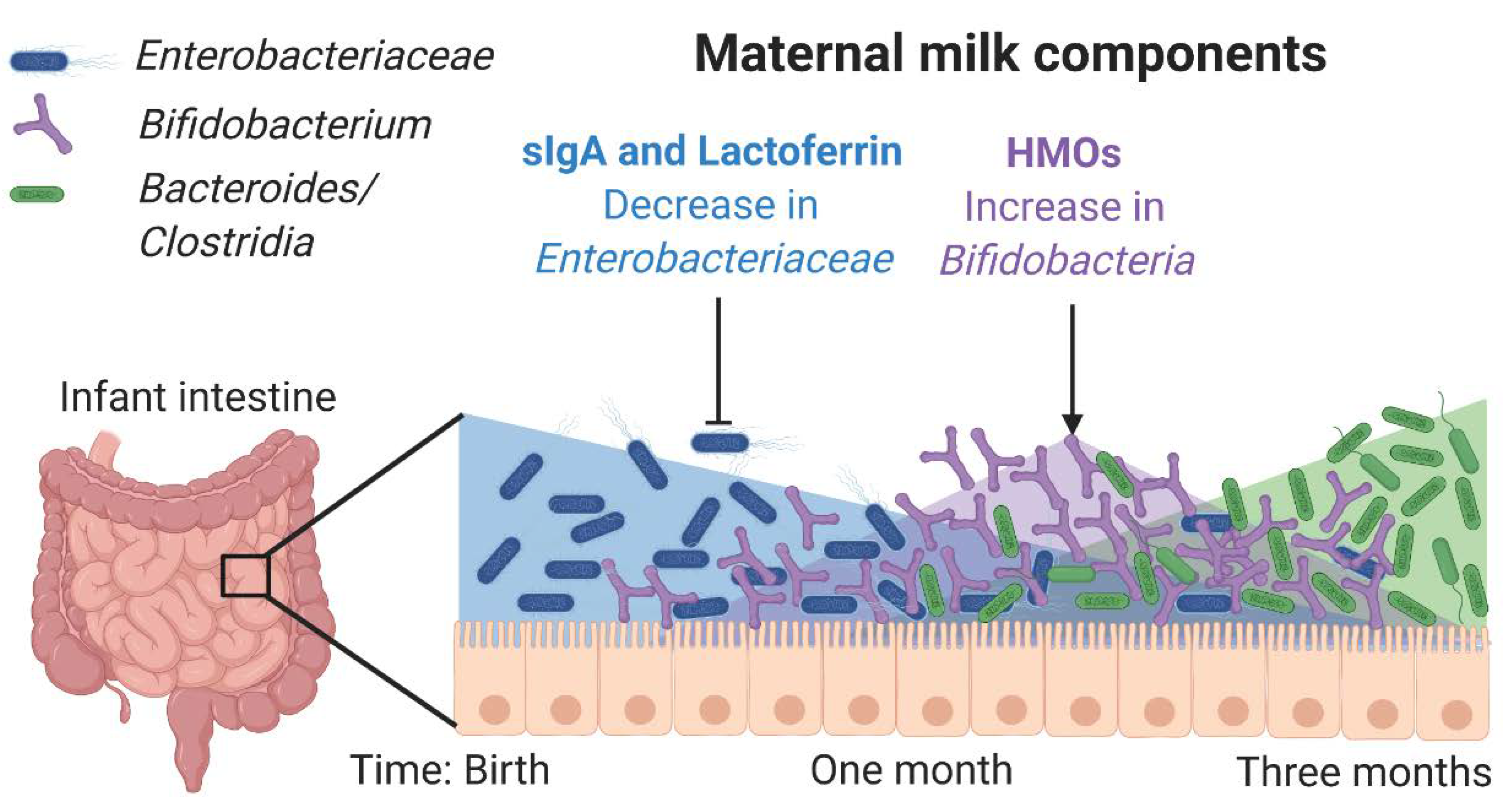 Nutrients Free Full Text Influence Of Maternal Milk On The Neonatal Intestinal Microbiome Html