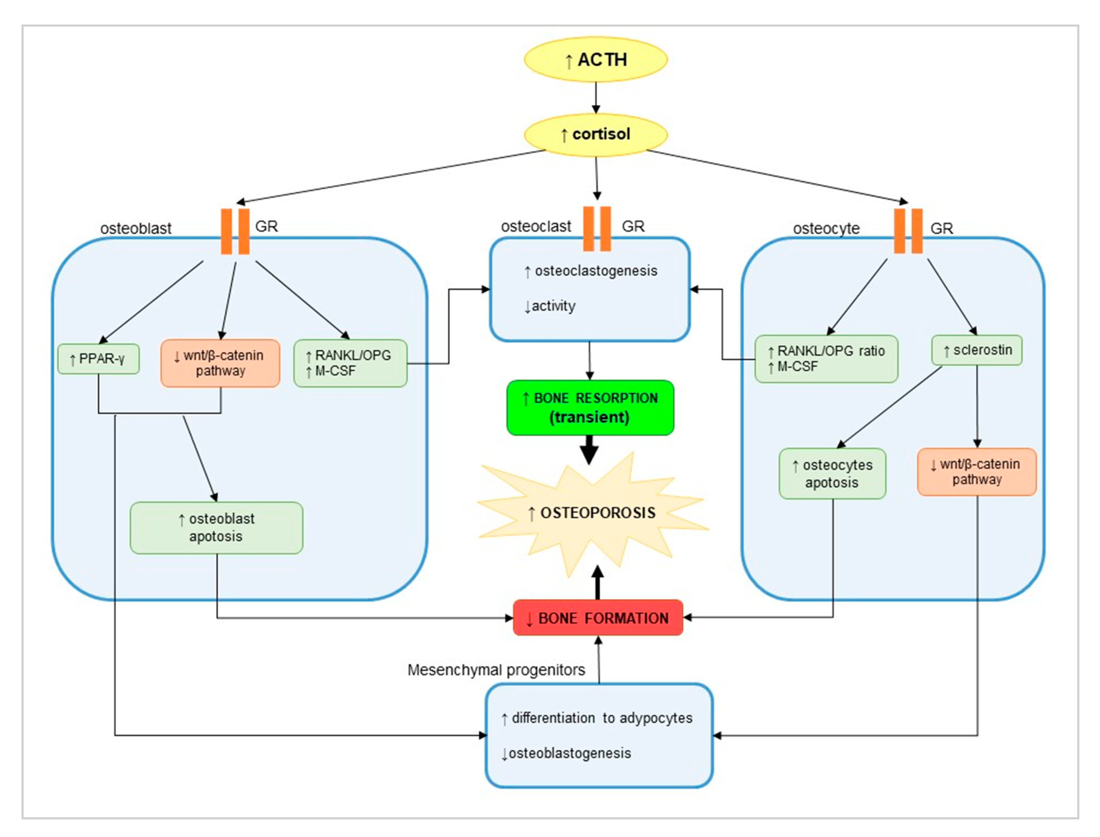 Nutrients Free Full Text Bone Metabolism And Vitamin D Implication In Gastroenteropancreatic Neuroendocrine Tumors Html