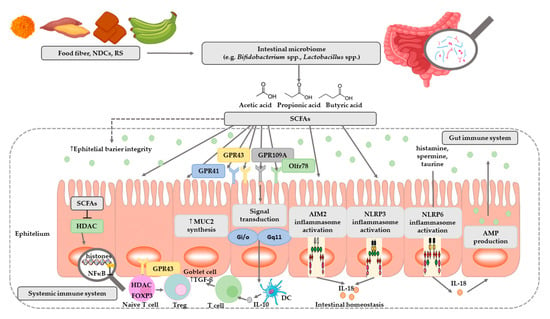 Nutrients | Free Full-Text | The Effect of Probiotics on the Production of  Short-Chain Fatty Acids by Human Intestinal Microbiome