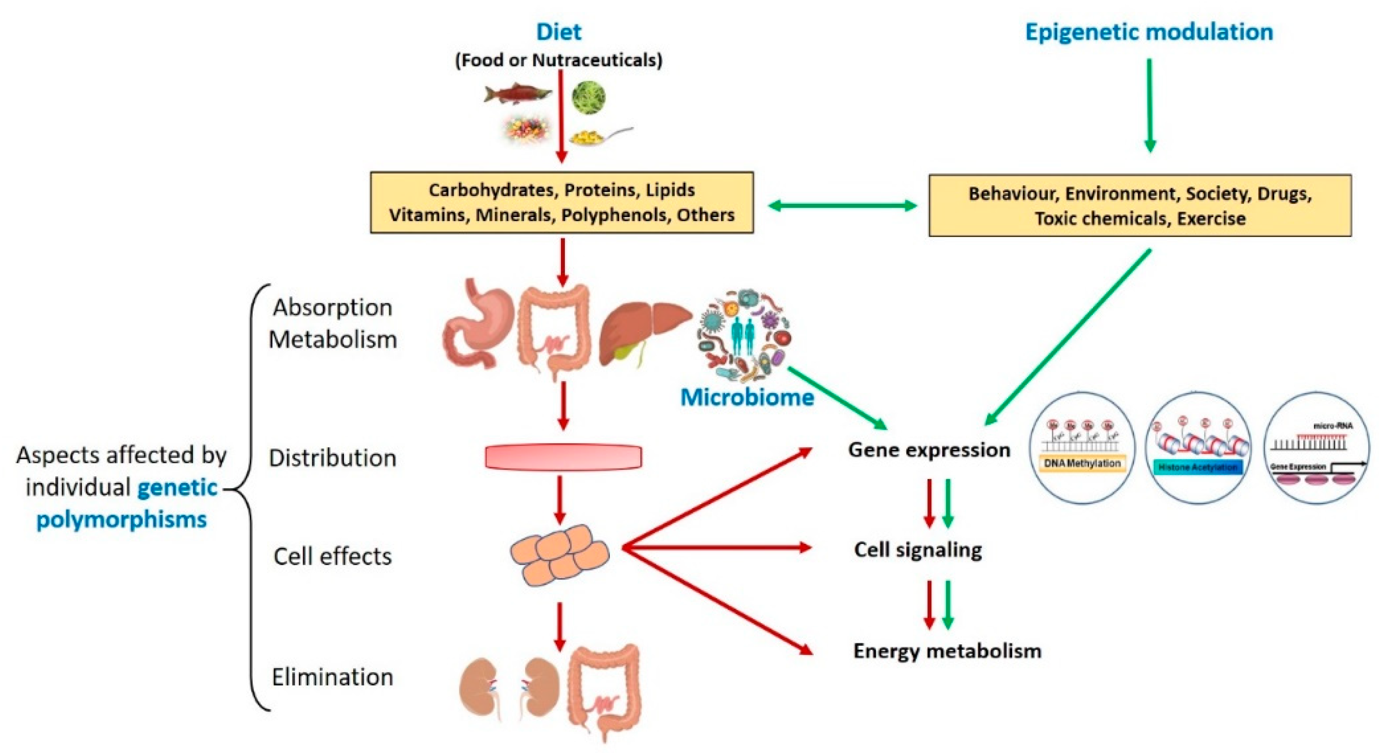 Nutrients | Free Full-Text | Deciphering the Role of Polyphenols in Sports  Performance: From Nutritional Genomics to the Gut Microbiota toward  Phytonutritional Epigenomics | HTML