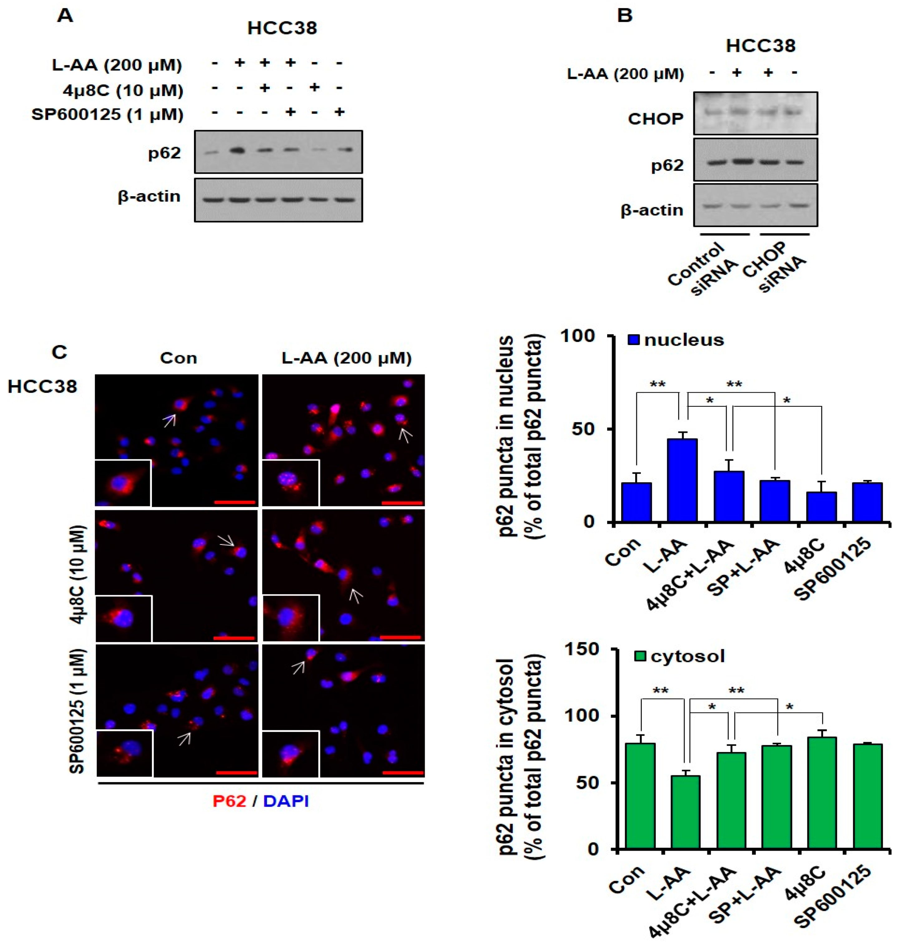 Nutrients Free Full Text L Ascorbic Acid Inhibits Breast Cancer Growth By Inducing Ire Jnk Chop Related Endoplasmic Reticulum Stress Mediated P62 Sqstm1 Accumulation In The Nucleus Html