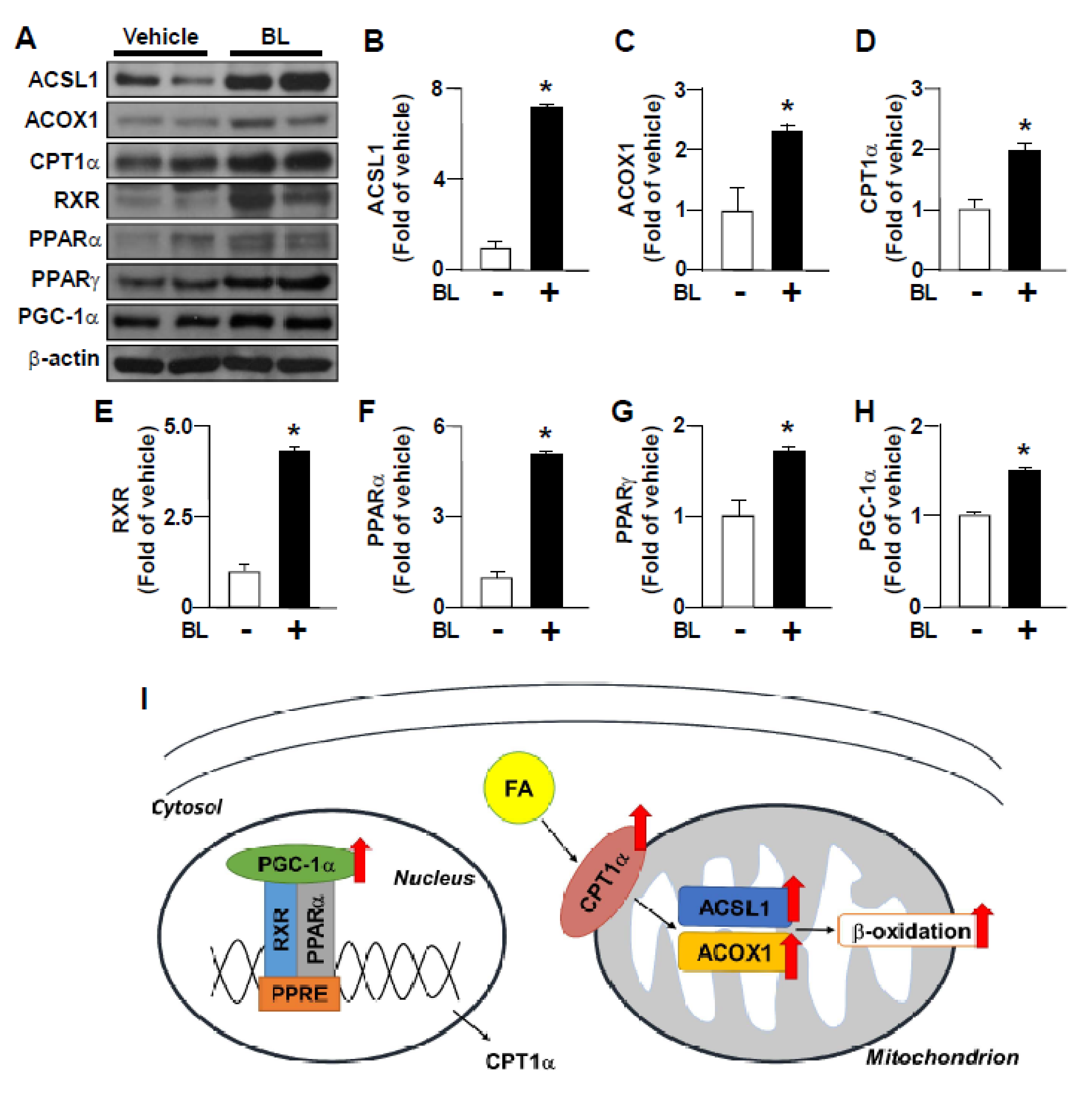 Nutrients 12 01458 g006 Nutrients 12 01458 g006