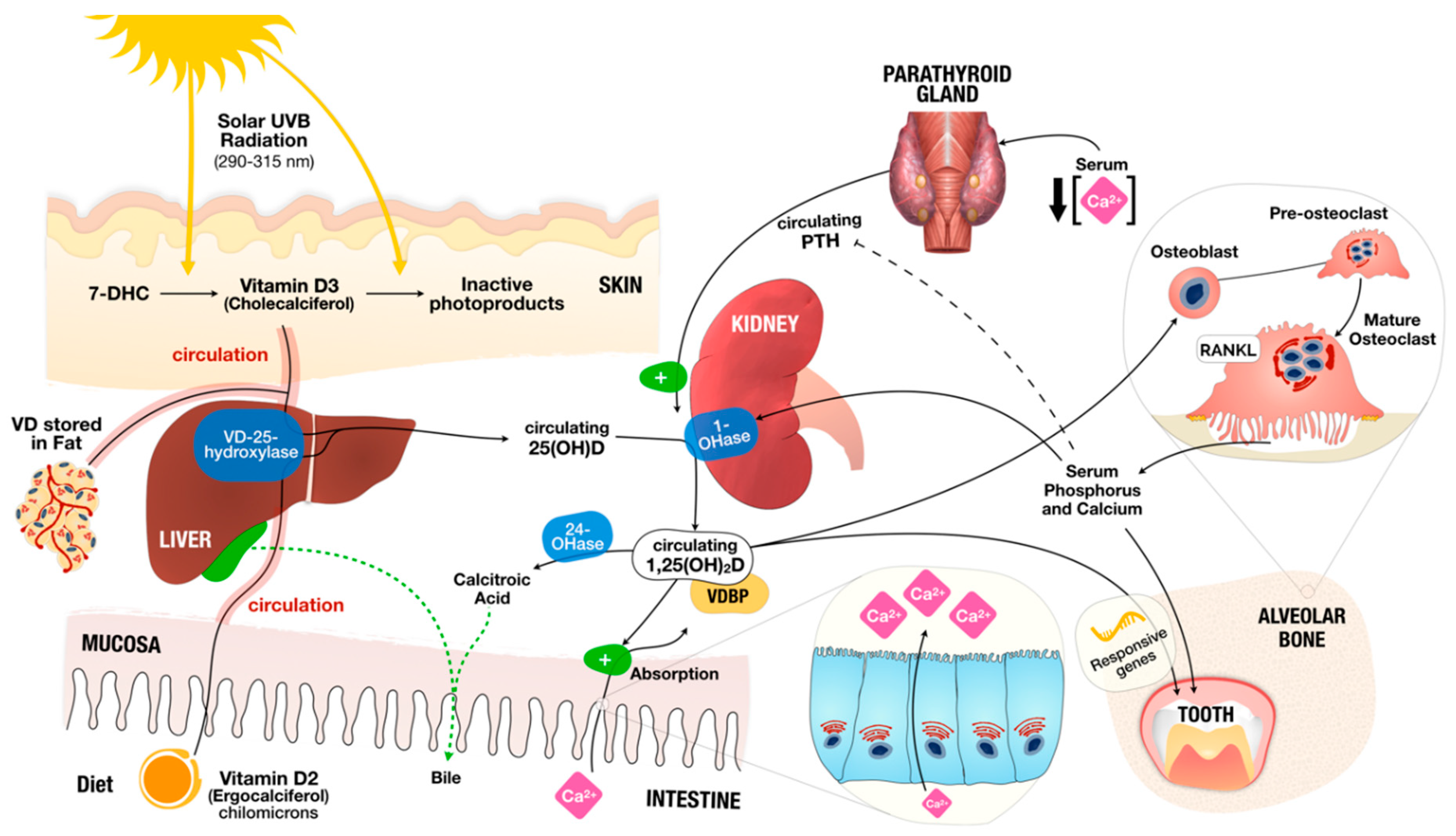 Nutrients | Free Full-Text | Vitamin D Deficiency and Oral Health: A  Comprehensive Review