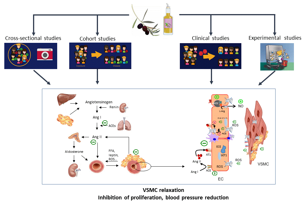 Nutrients Free Full Text Effects Of Olive Oil On Blood Pressure Epidemiological Clinical And Mechanistic Evidence Html