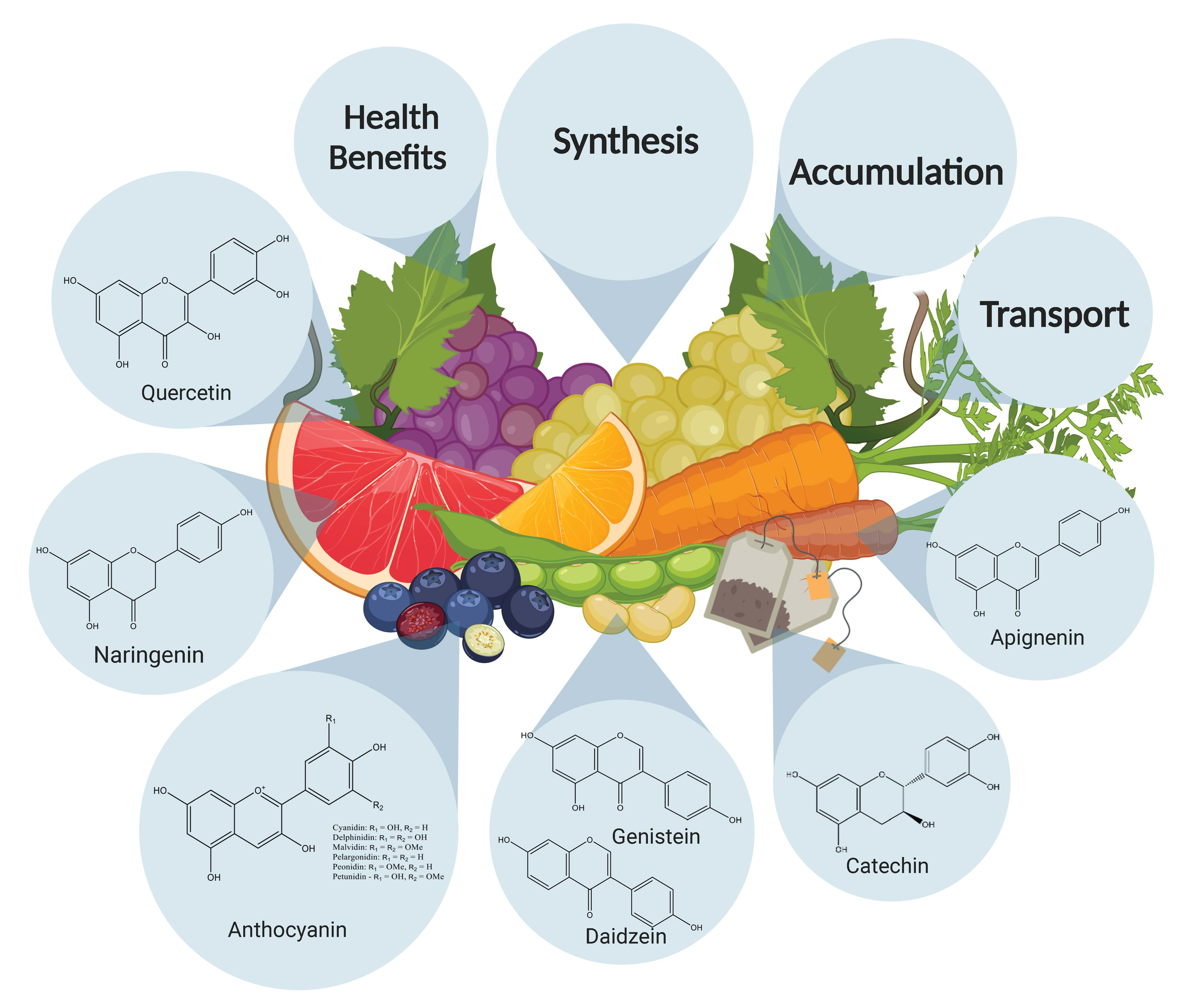 Nutrients | Free Full-Text | Understanding the Composition, Biosynthesis,  Accumulation and Transport of Flavonoids in Crops for the Promotion of  Crops as Healthy Sources of Flavonoids for Human Consumption