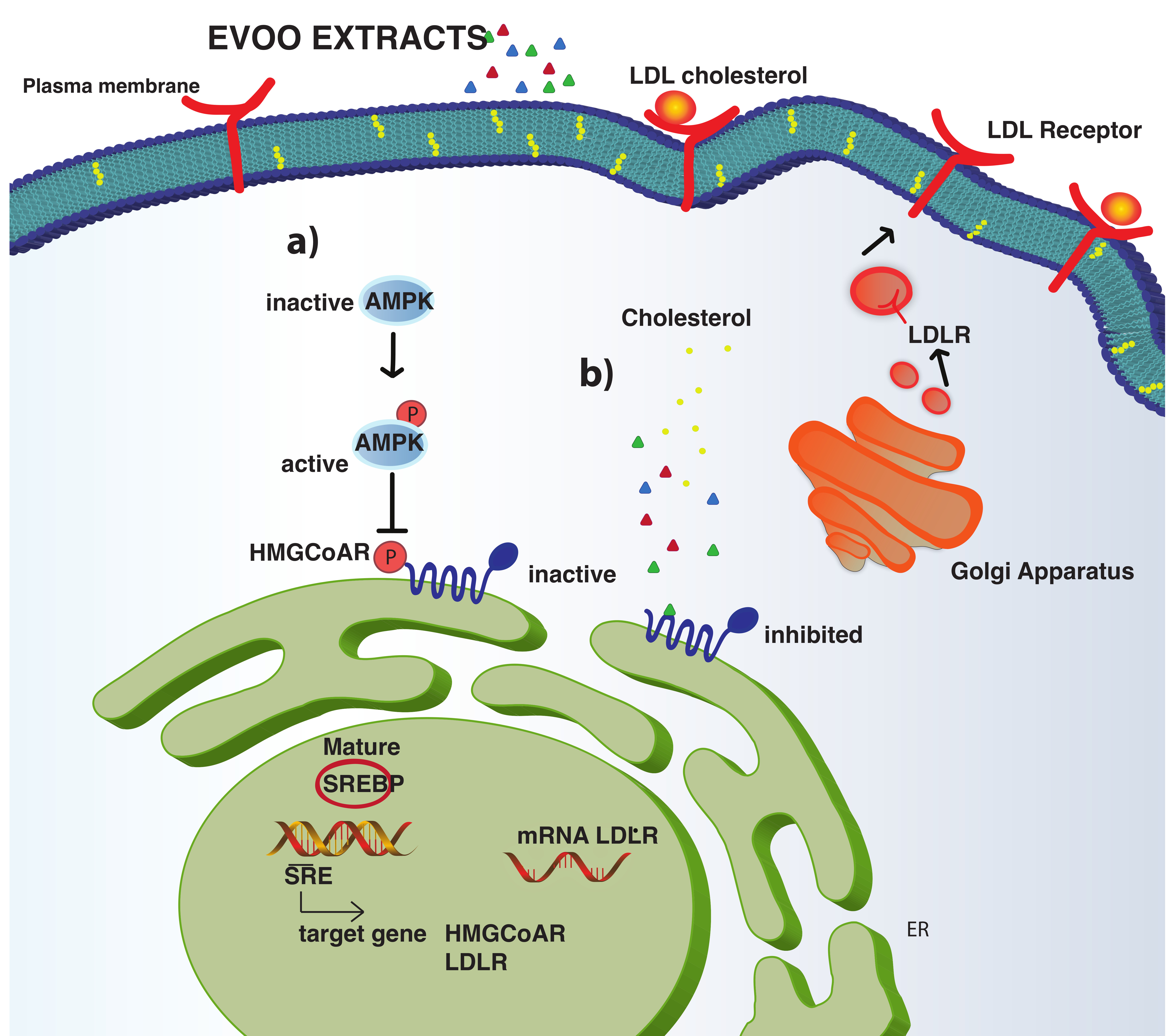 Nutrients | Free Full-Text | Extra Virgin Olive Oil Phenol Extracts Exert  Hypocholesterolemic Effects through the Modulation of the LDLR Pathway: In  Vitro and Cellular Mechanism of Action Elucidation | HTML