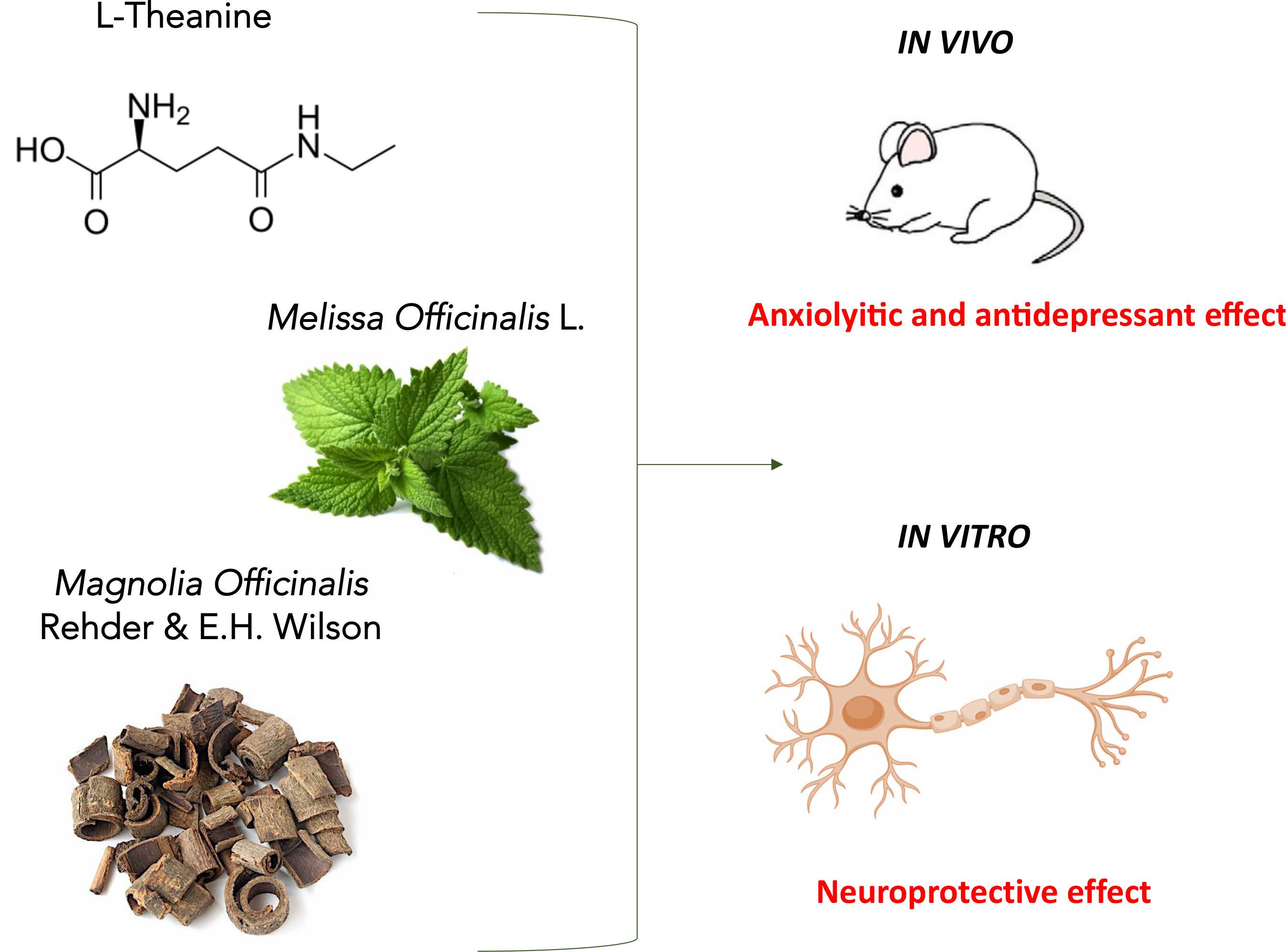 Nutrients | Free Full-Text | Novel Therapeutic Approach for the Management  of Mood Disorders: In Vivo and In Vitro Effect of a Combination of  L-Theanine, Melissa officinalis L. and Magnolia officinalis Rehder